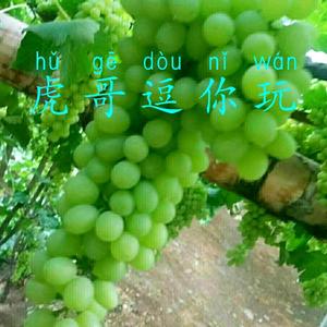 虎哥逗你玩1w5p