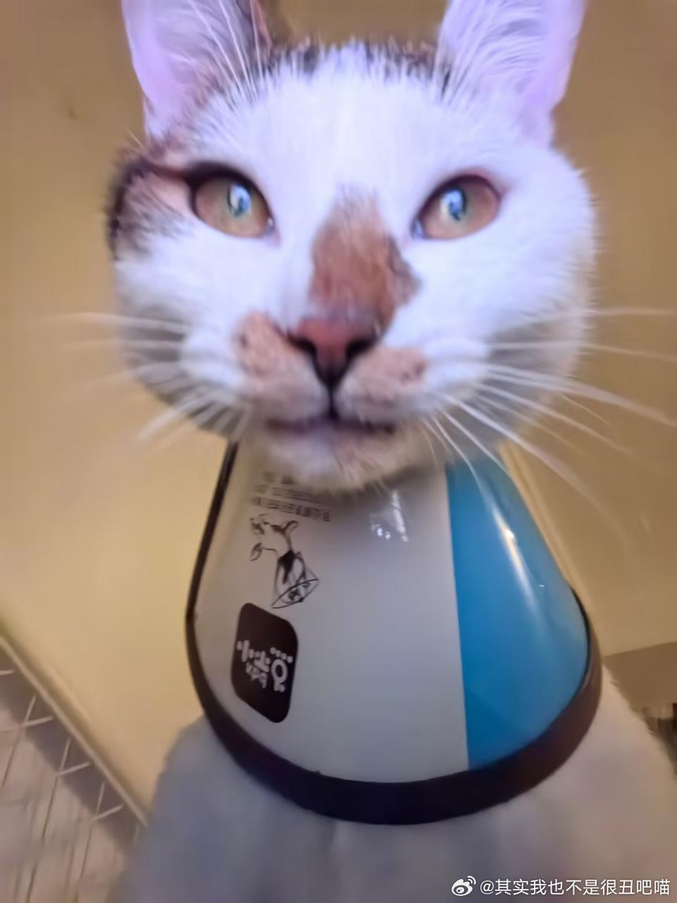 49907【丑猫】足球喇叭 
