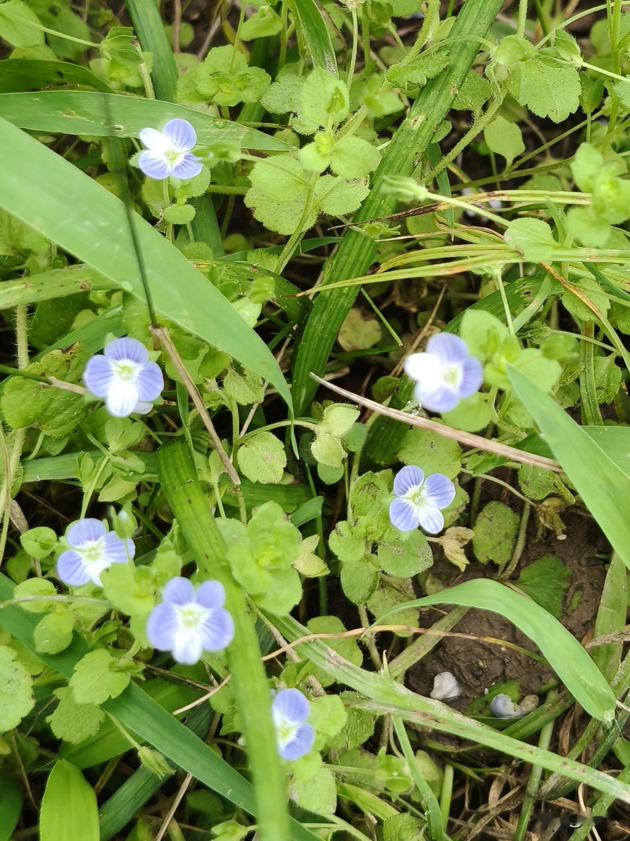 公园路边的草丛间，散落着许多蓝色小野花。
花朵只有黄豆粒大小，行人匆匆路过，常常