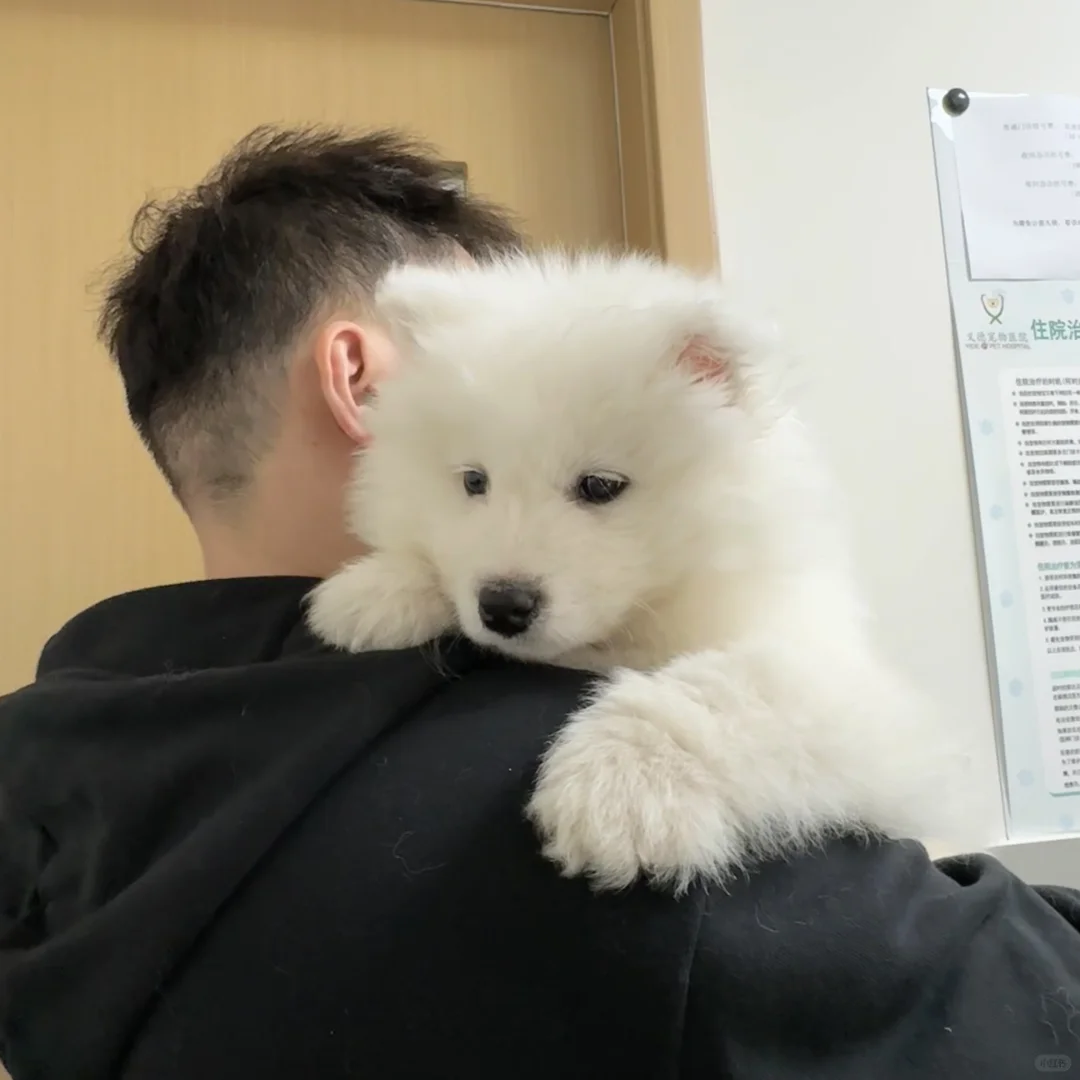 小狗和人互相治愈❤️‍🩹