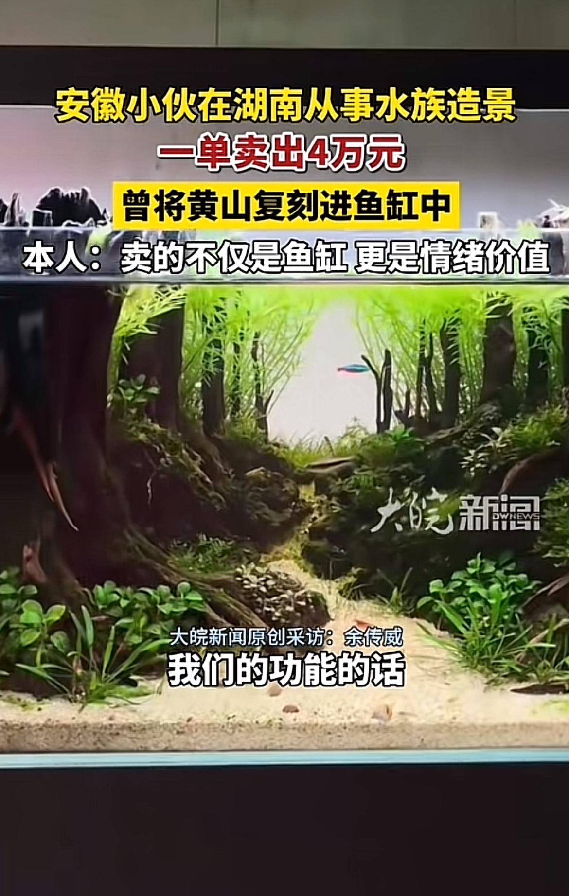 安徽小伙子在湖南从事水族造景居然一单卖出40000，这事儿真的刷新我对小众职业的