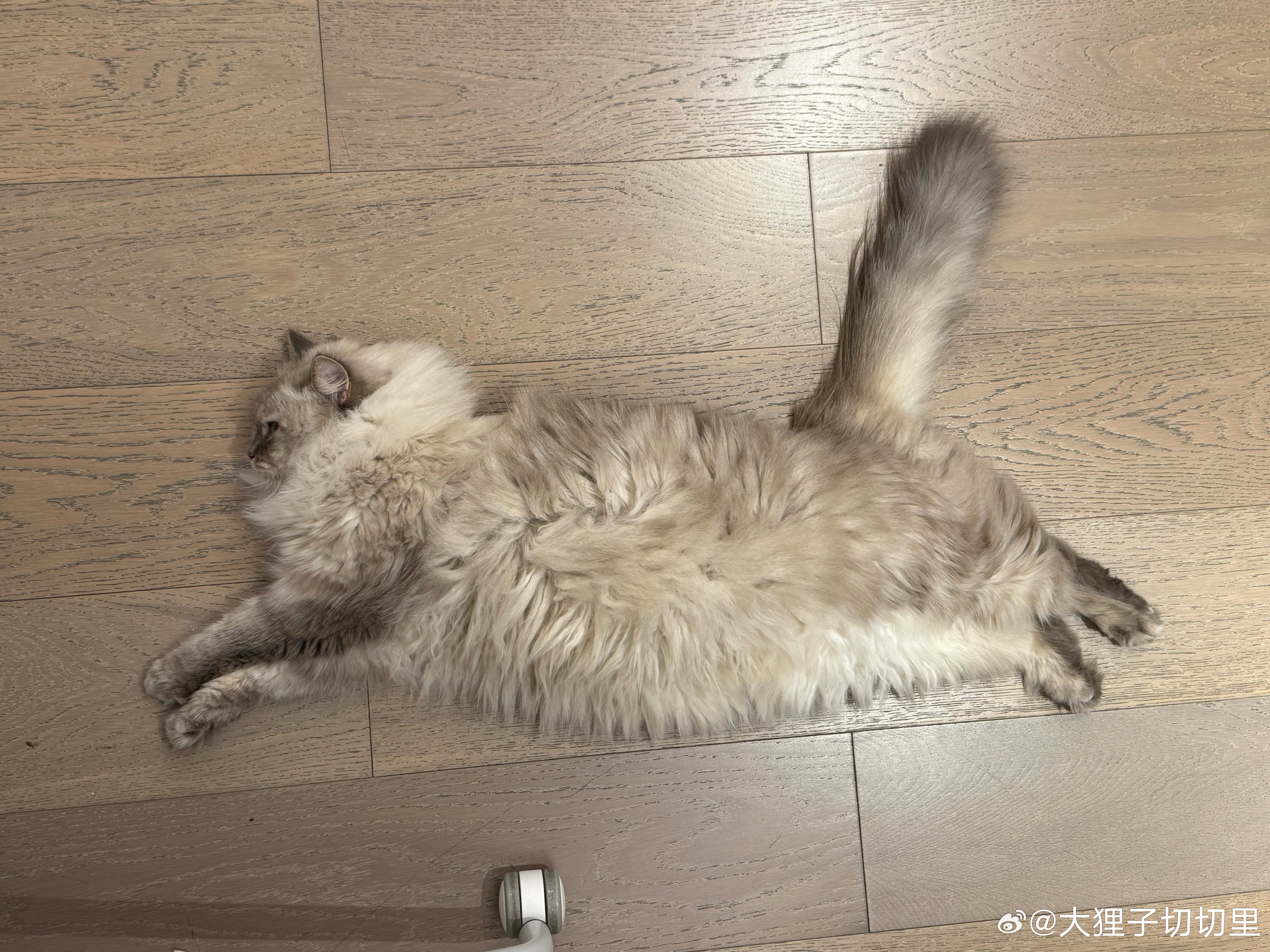 猫毯[喵喵] ​​​
