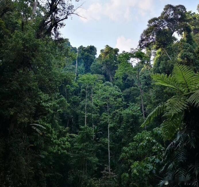 易武“黑水梁子”一个很有江湖味道的山头，他是贡茶易武镇的最高峰，数百年来很少有人