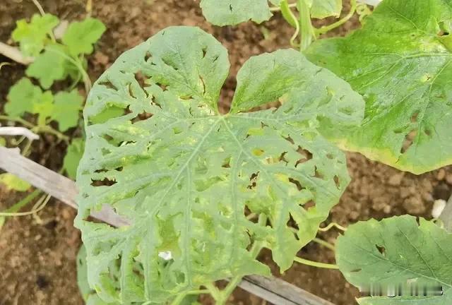 这样的菜友也太可爱了，前两天也就随口跟大家唠了一下嗑。怎么也没想到友友们这么热情