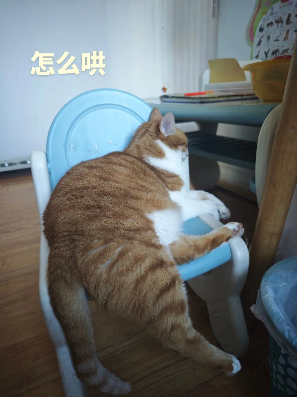 偷吃猫条，说了两句就不理我了，也不吃东西，怎么哄啊？