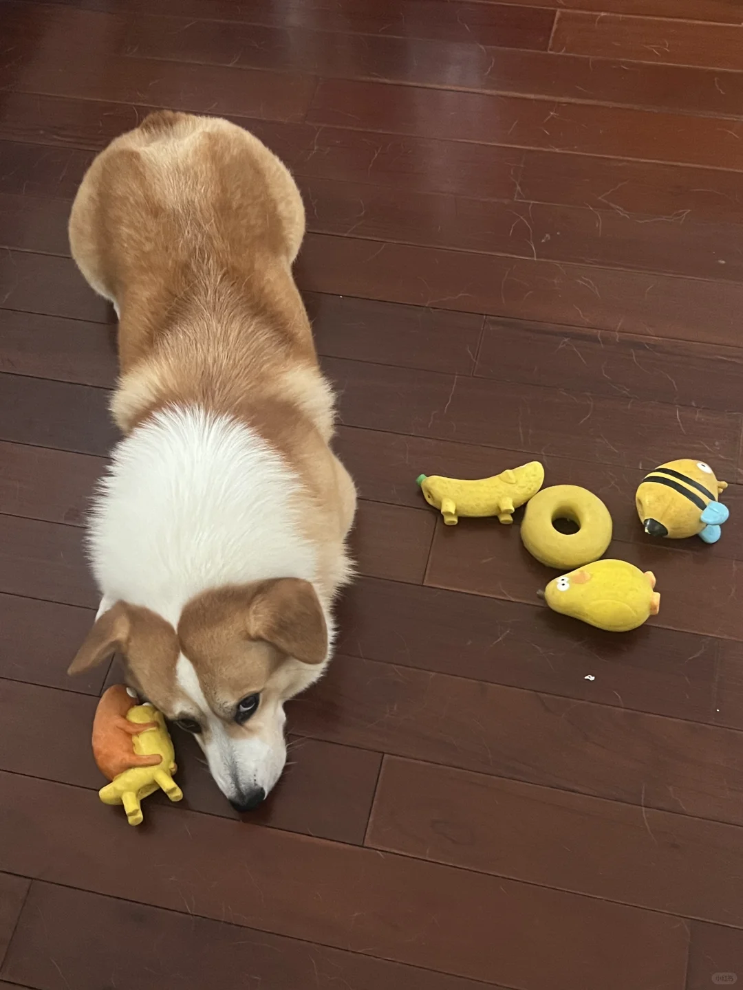 对黄色的玩具情有独钟