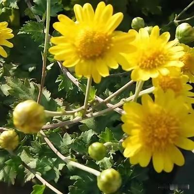 七律•捕蝶
陌上春深花正繁，
翩跹粉蝶绕芳丛。
轻提罗袖悄移步，
恐扰仙踪慢敛风