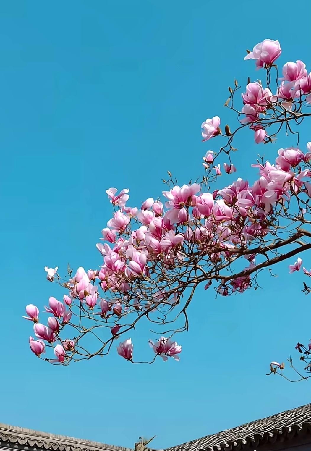 岁月静好 :
    闲行陌上观风色，静坐庭中赏暗香。 ​​​