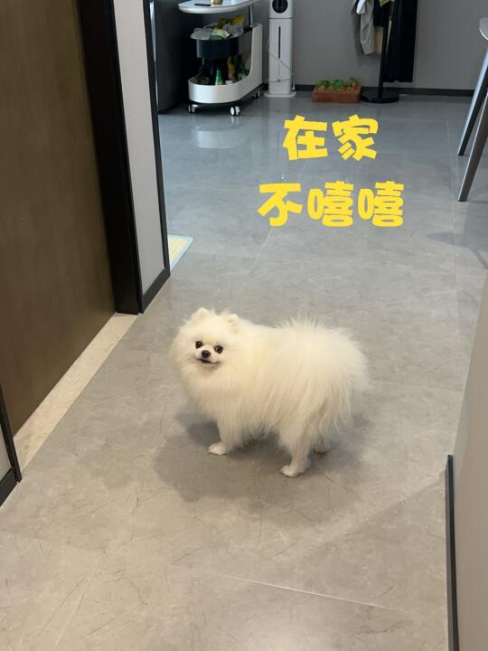 右滑解锁笑嘻嘻小狗！