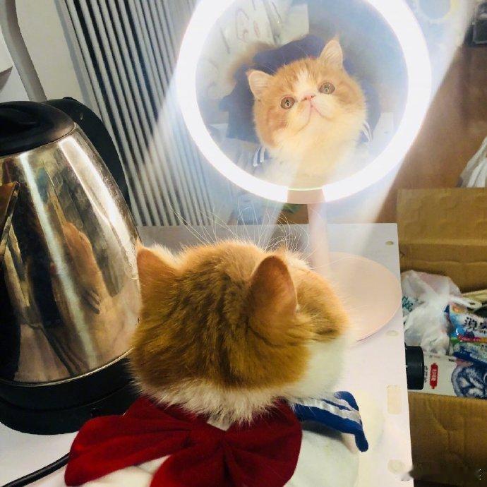 这是我见过的最可爱的猫咪了