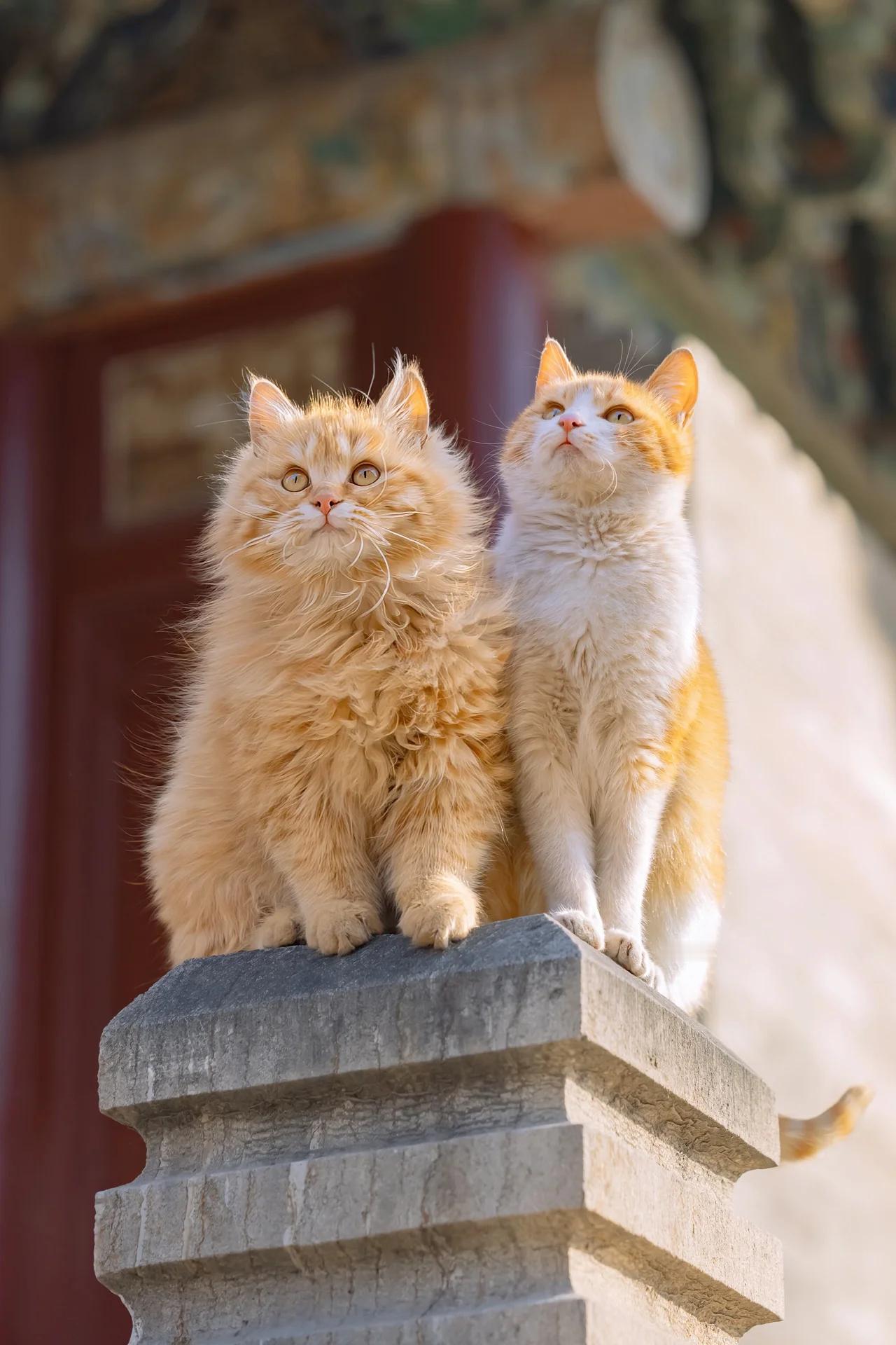 猫猫那么可爱，为什么要丢掉它[悲伤][悲伤]#我爸把养了六年的猫扔了# ​​​