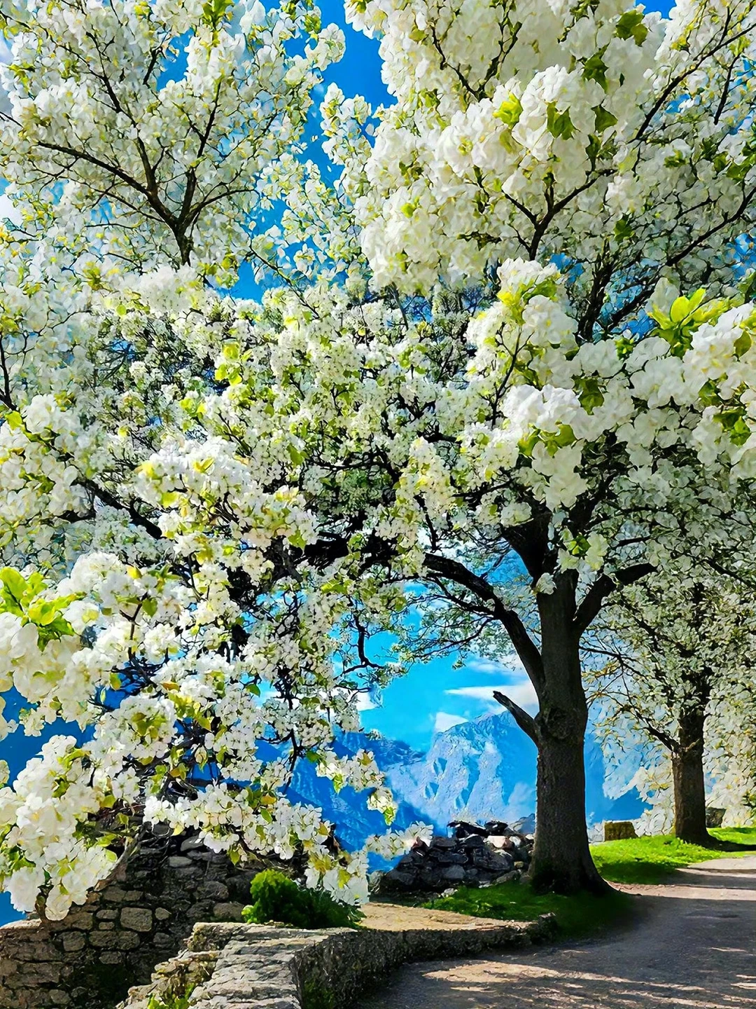 别问了！这才是川西春天该有的样子