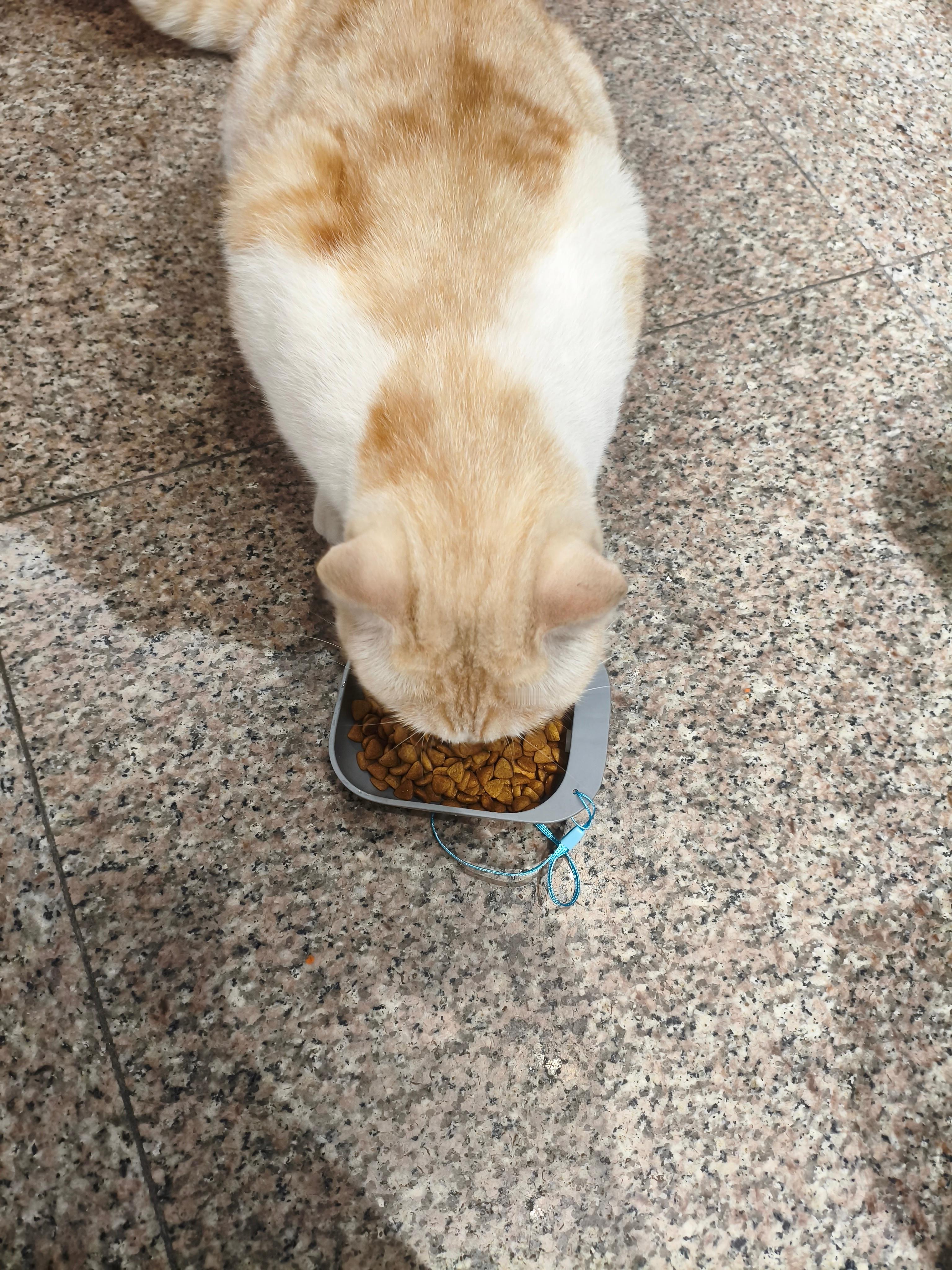 这体型看着也不像流浪猫啊