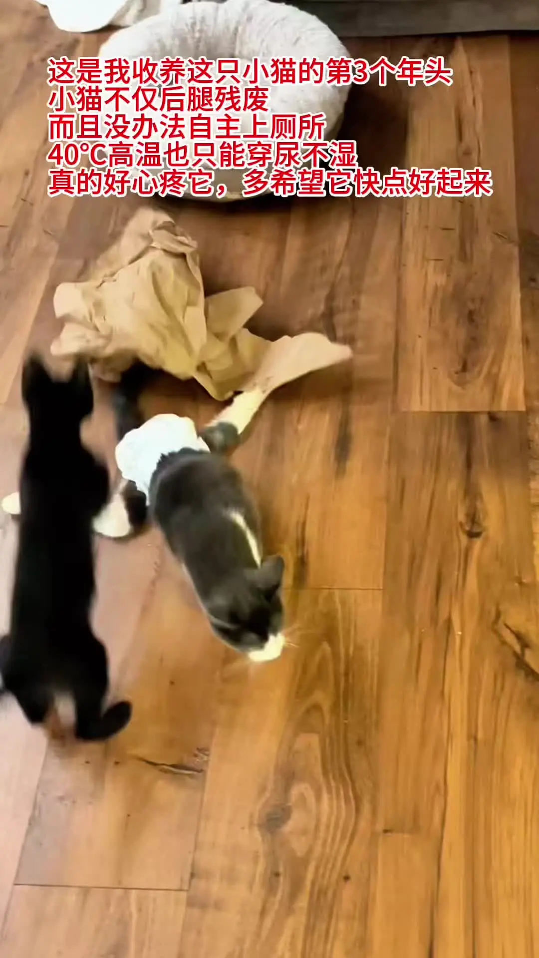 这是我收养这只小猫的第三个年头，小猫不仅后腿残废，而且没办法自主上厕所...