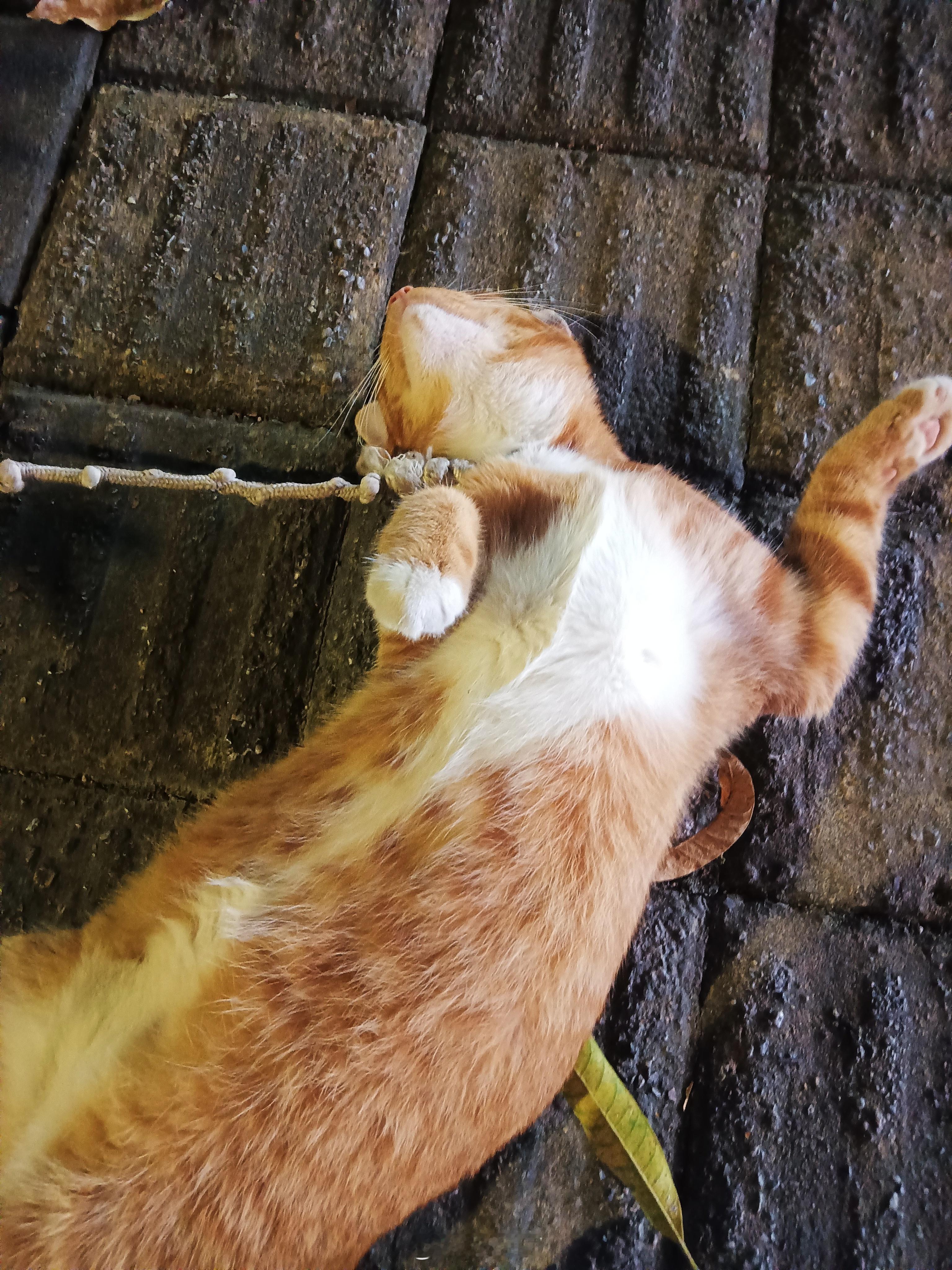 没有猫德的pussy任人丧玩 ​​​