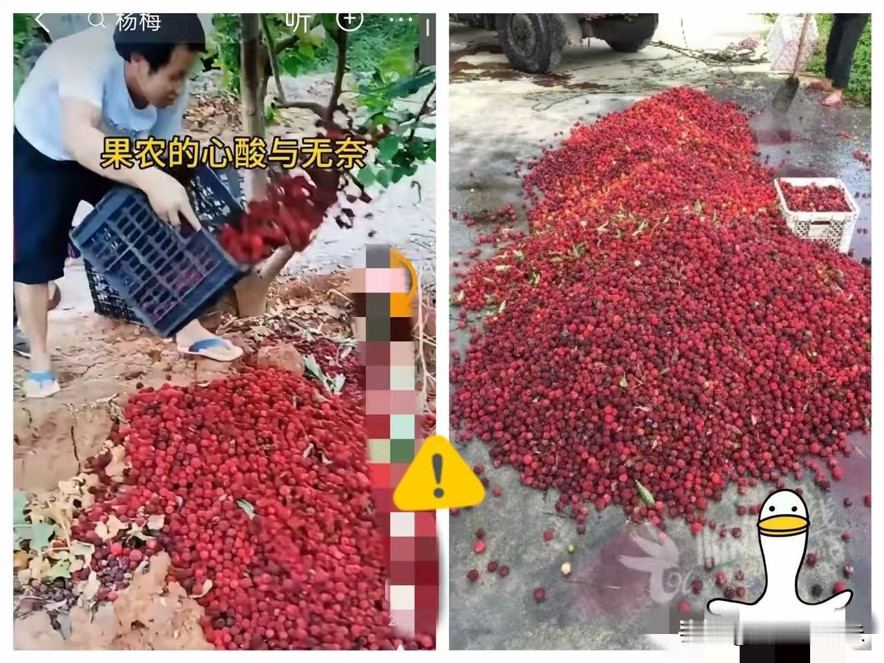 福建漳州的杨梅泡药事件现在已经开始反噬了，经销商卖不出去，没人收购，果农手里的杨