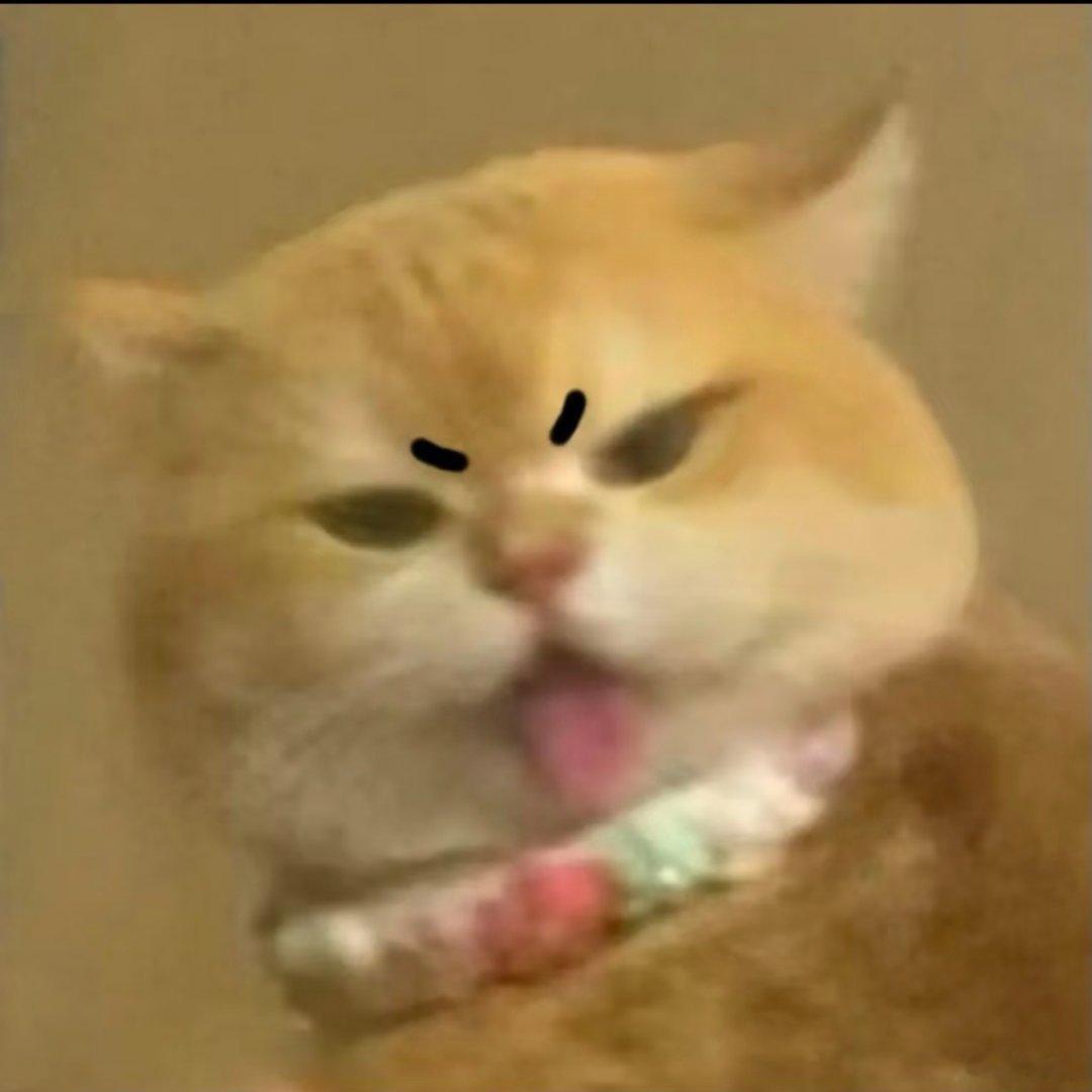 猫咪表情包。 