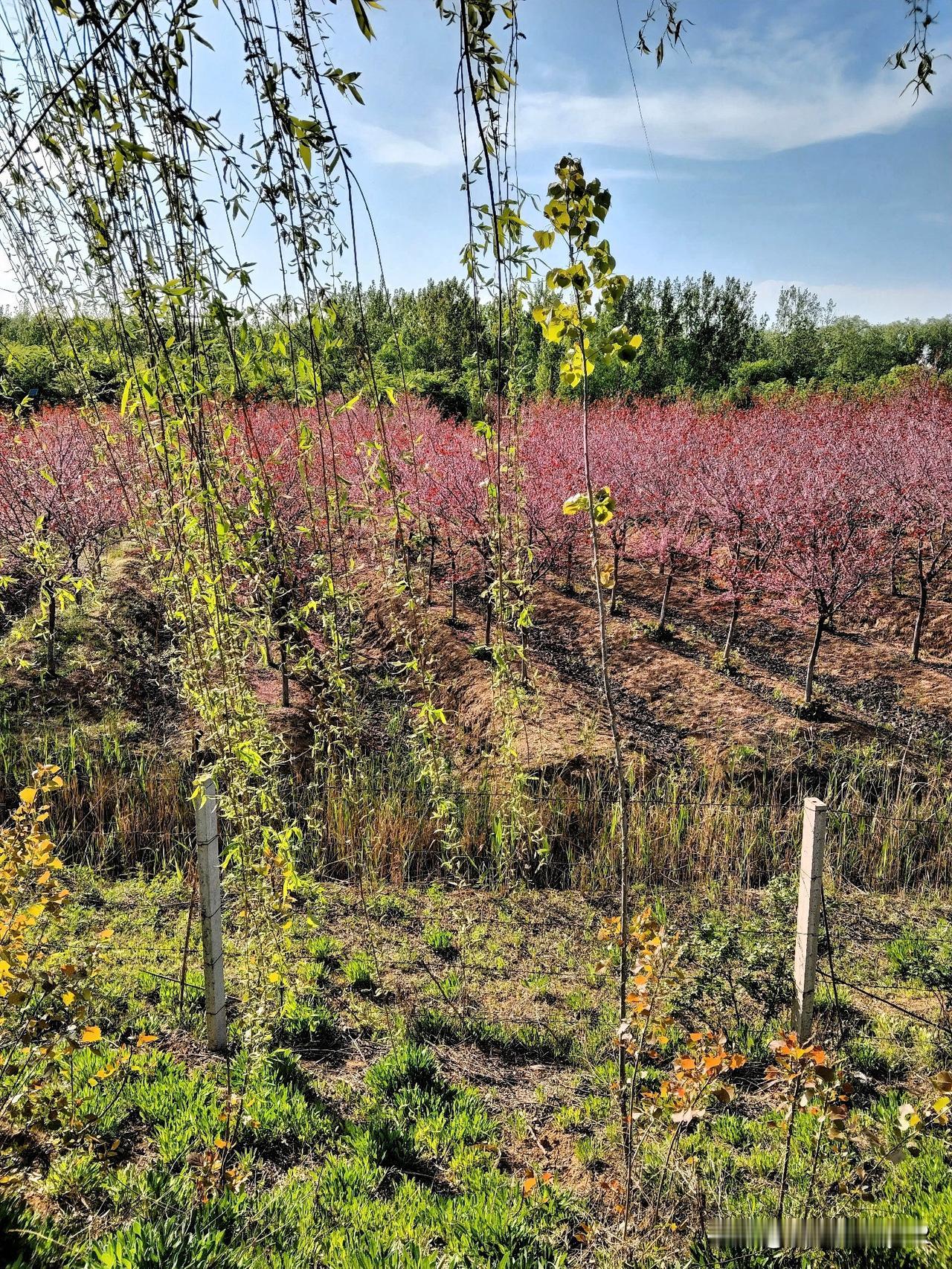 用手机拍摄下来，保存相册作为永久的记忆，时不时地翻出来看看，始终保持春天的气息，