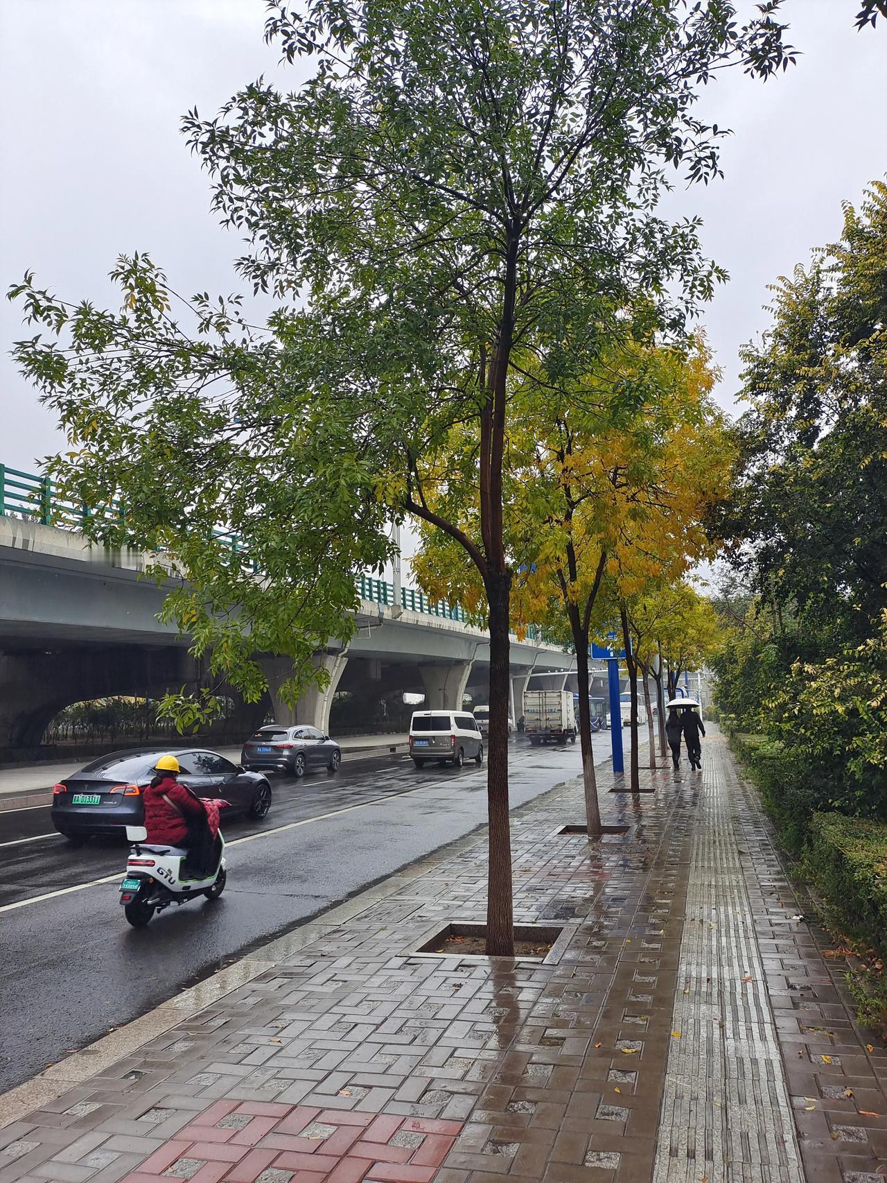 今天这种雾、雨、雪融合的天气，呼和浩特并不多见。
本来每天要走一万步以上，今天只