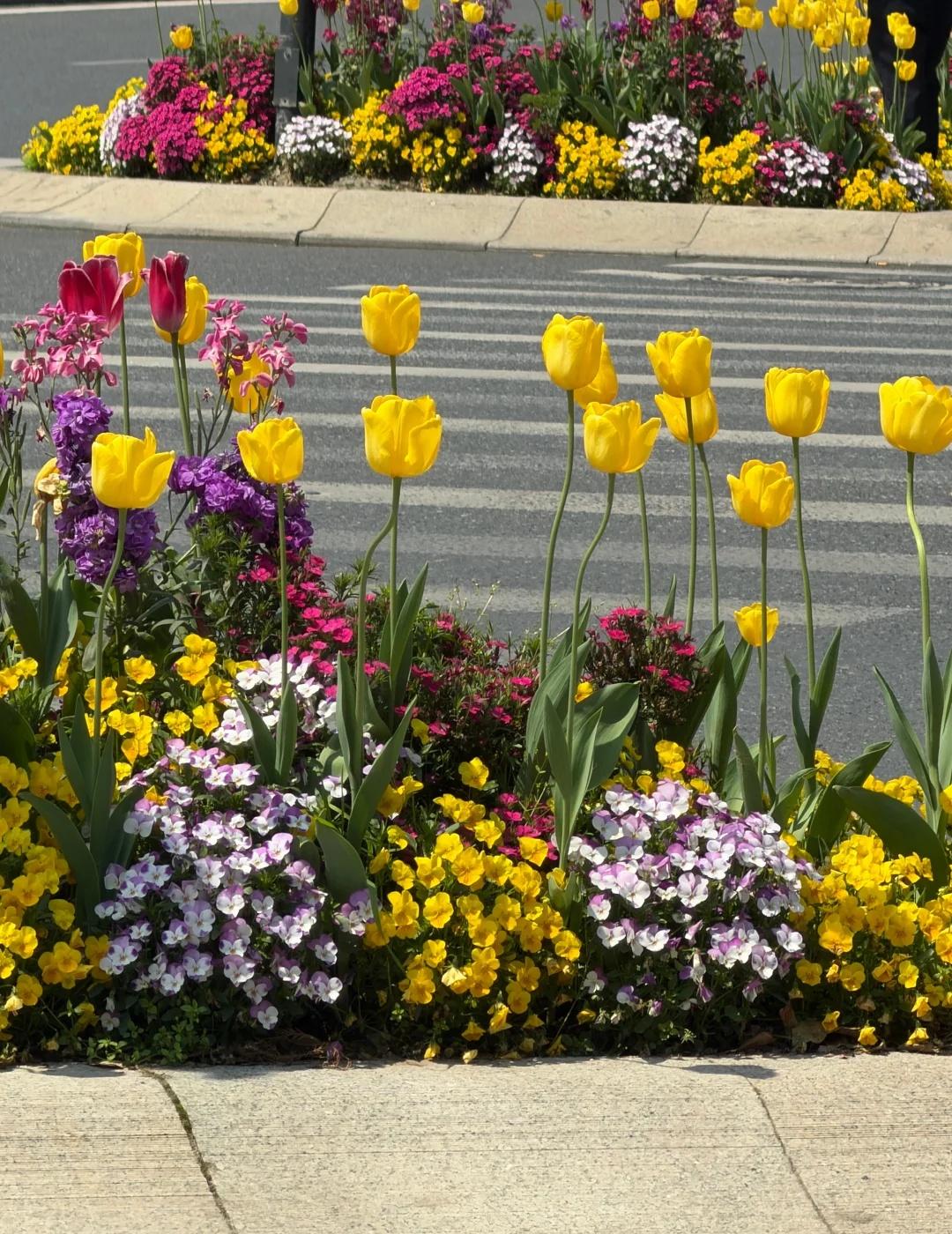 纳税人的税不白交，今年杭州又进步了🌷
杭州的绿化带处处都是惊喜
税没白交
莫奈