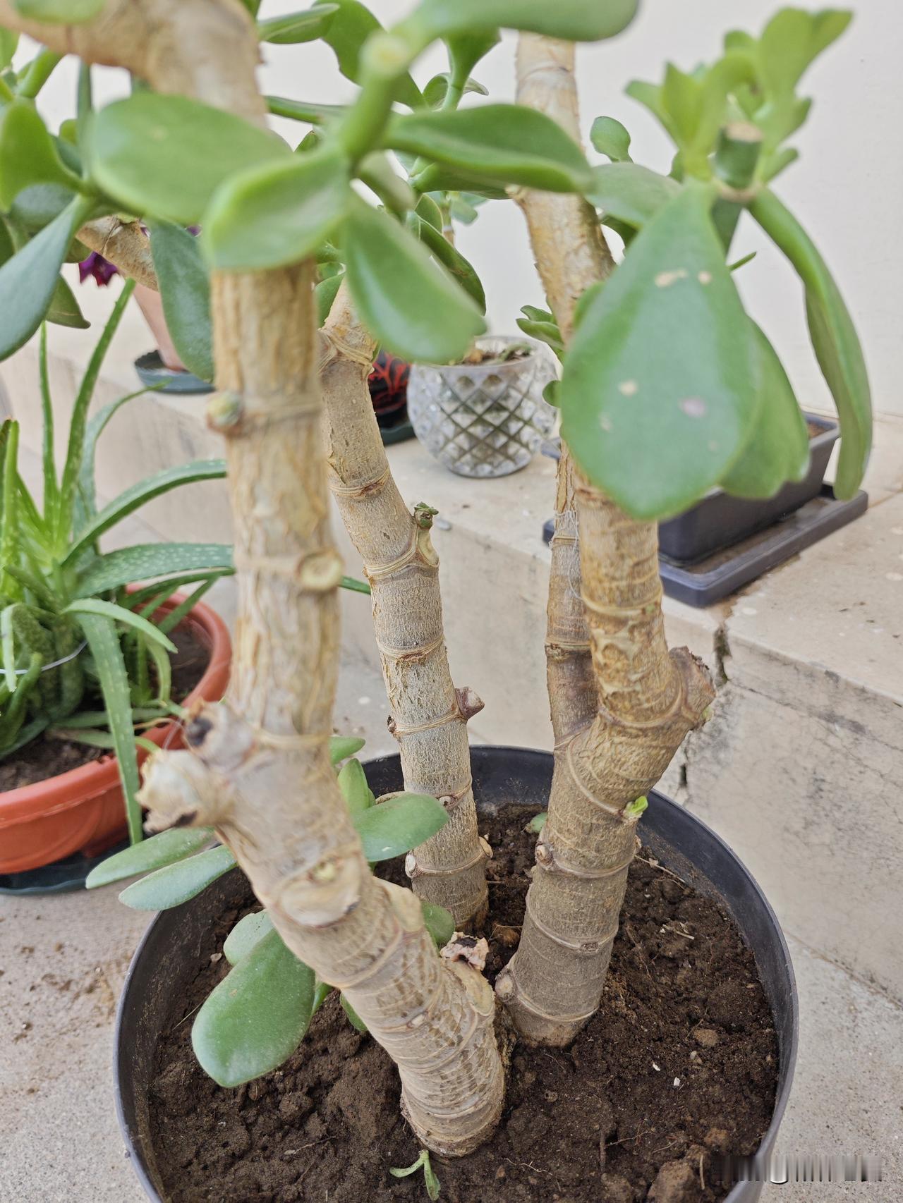 求助花友，这棵三足鼎立的玉树，我想给它一分为三，可不可以操作，具体需要注意什么？