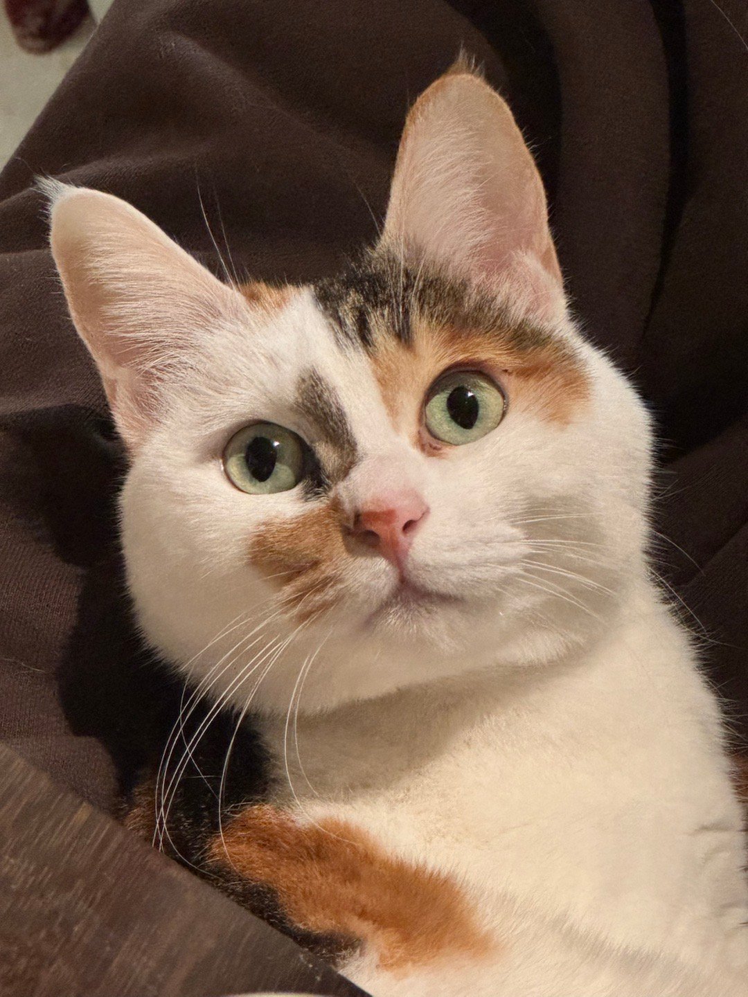 大耳朵图图～图图～是爸爸妈妈最亲爱的小孩～ 