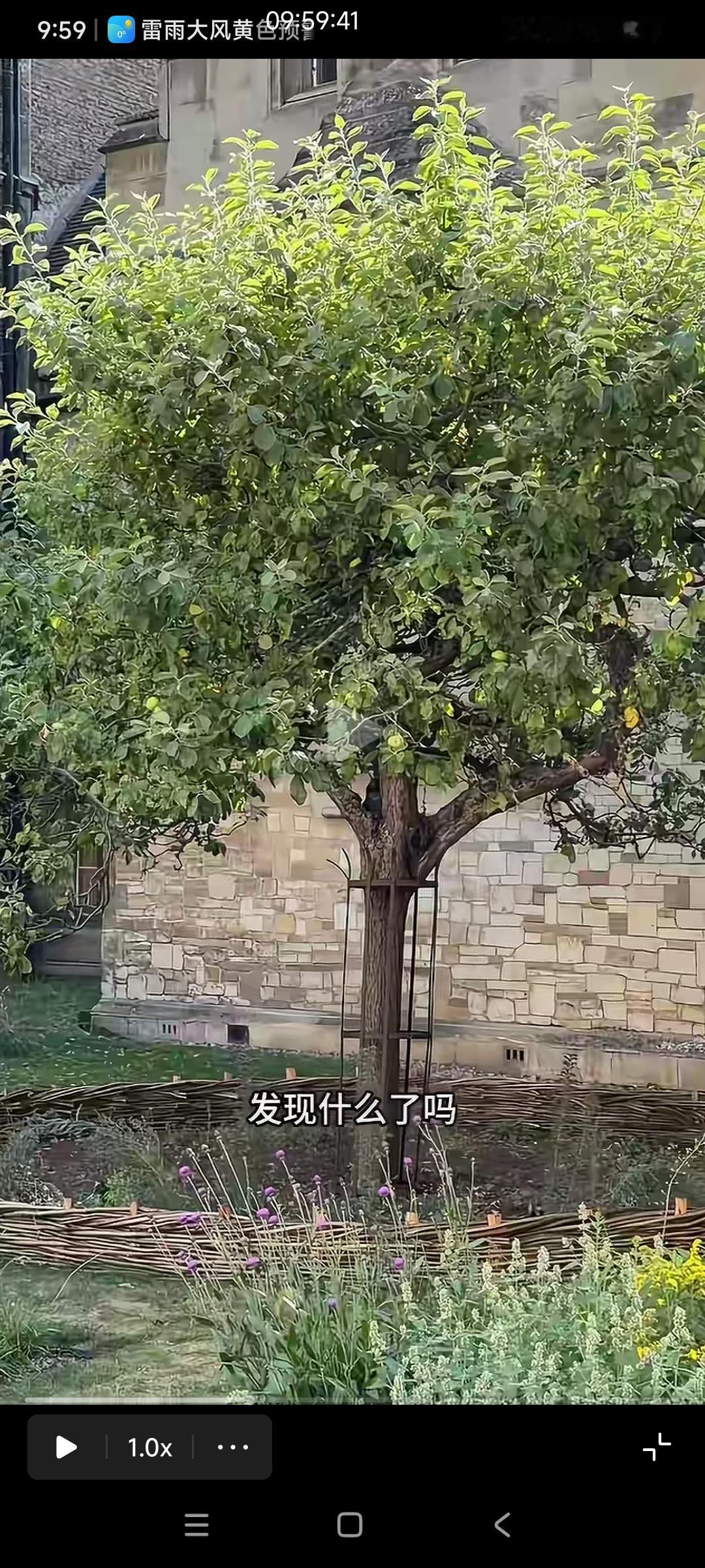 去剑桥参观的人都会去看一下这棵牛顿的苹果树，很多人还会在门口黑人小哥那里买一个2