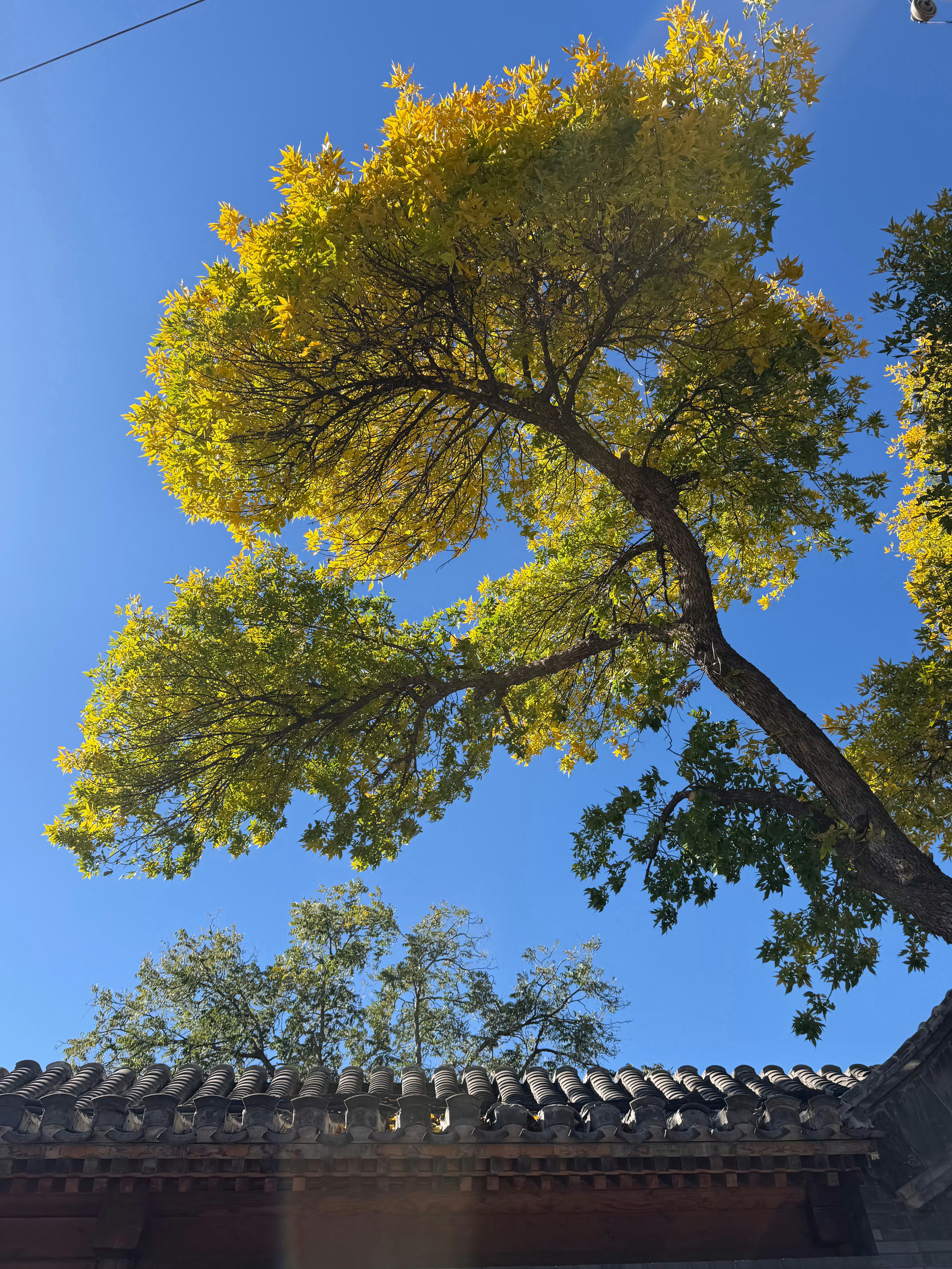 北京秋天最金的地方，藏在财神庙旁🍂北锣鼓巷入口这棵白蜡树，大家叫它「黄金神树」