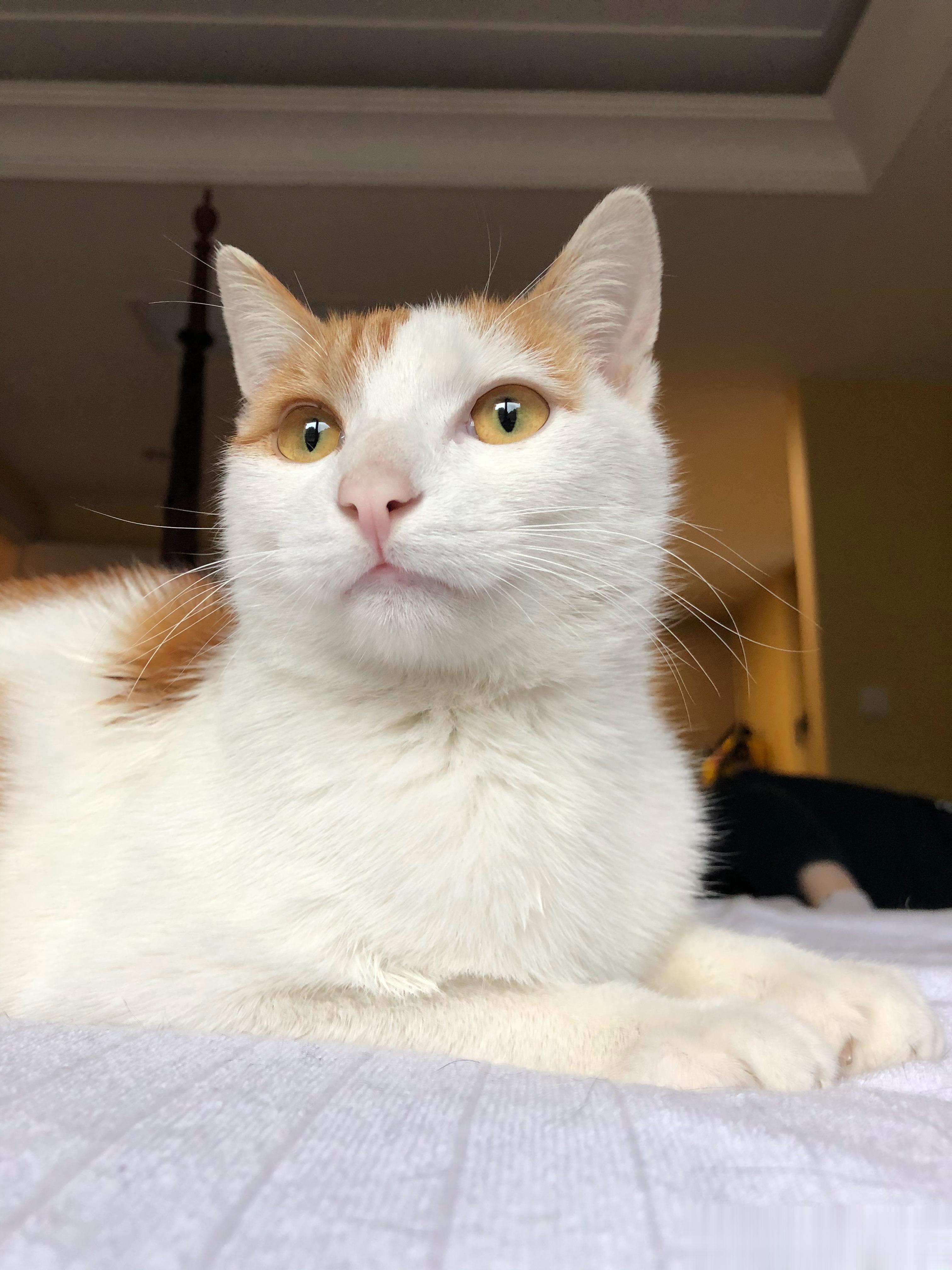 这奶猴时期还挺好看的呀，怎么就长糟了，到底从什么时候开始的呀…… ​​​