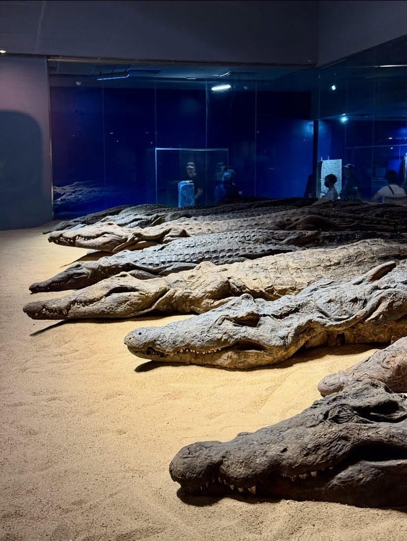 埃及博物馆展出的鳄鱼木乃伊来自科姆翁布神庙，距今约2070至2200年，该神庙曾