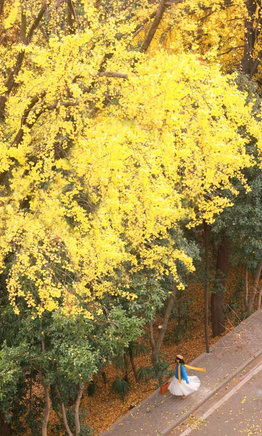 美到失语！秋天的武大才是真正的顶级浪漫