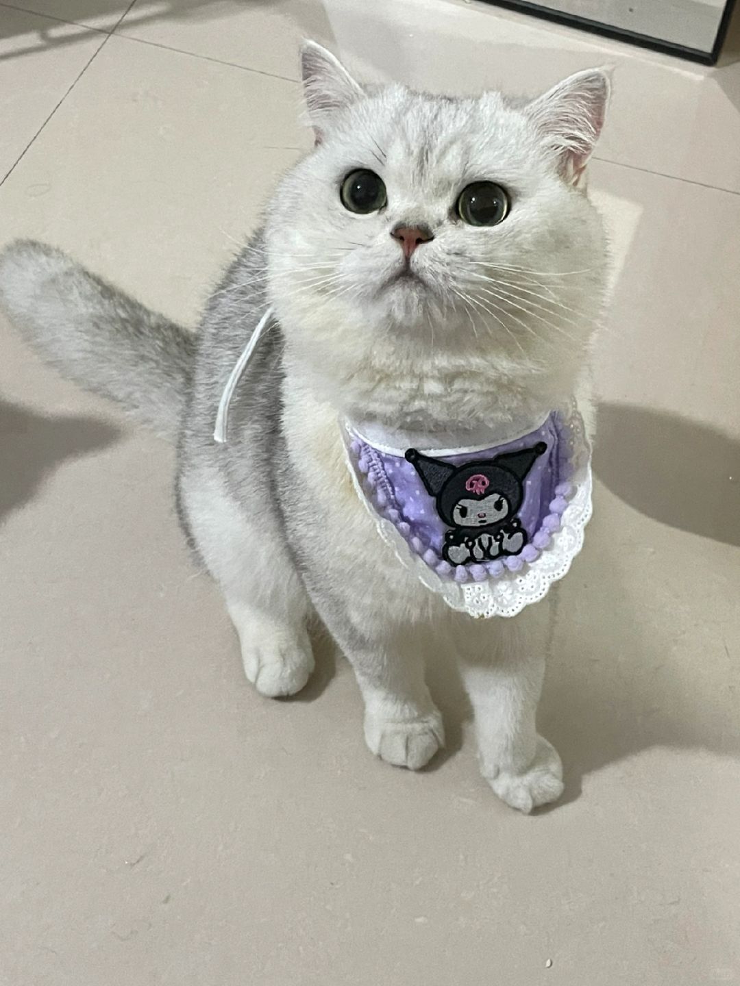 这么可爱的小猫都是谁在养！