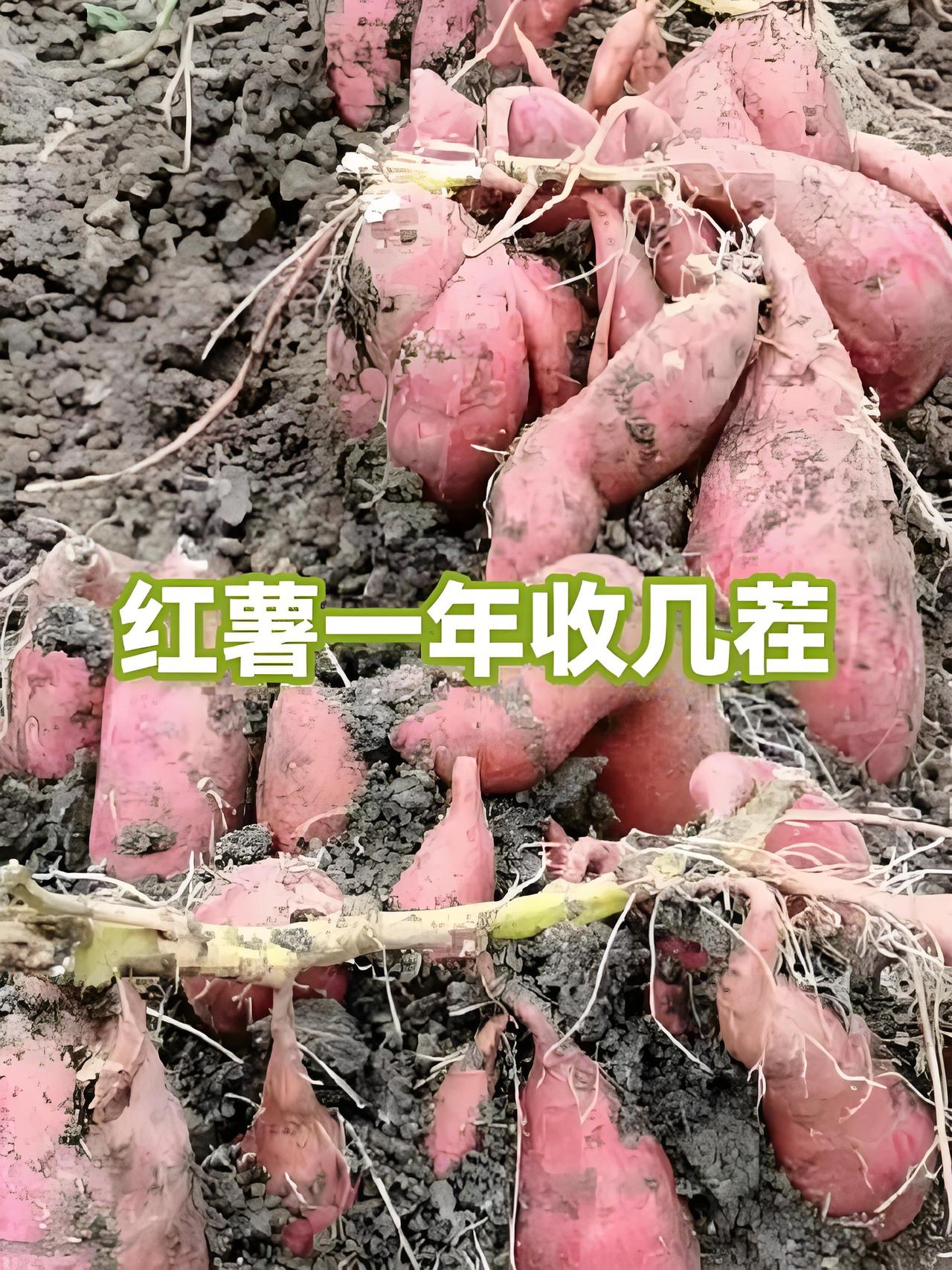红薯干，有知道怎么吃的吗煮着吃，深加工磨面粉，擀地瓜面面条、擀饼、捏（固扎）蒸着