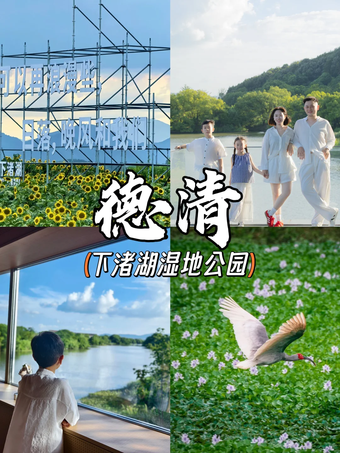 杭州出发半小时‼️带娃追课本里的朱鹮