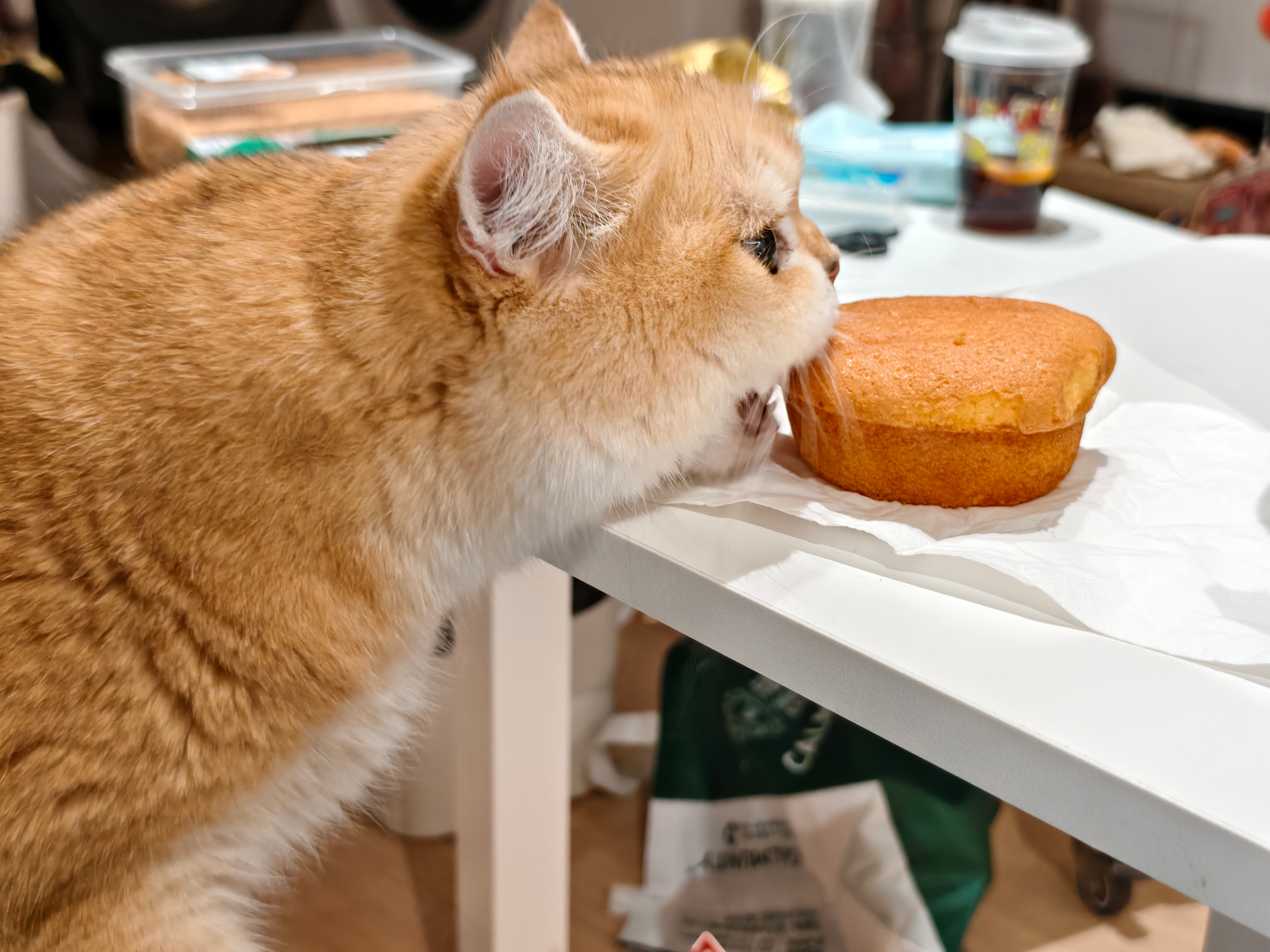 小猫想要小猫得到菇冬怎么肥四
