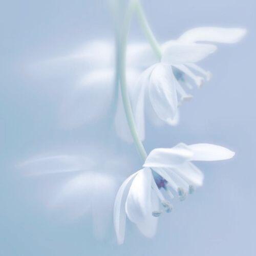 ✧˖𝐃𝐞𝐚𝐫 𝐀𝐧𝐠𝐞𝐥, 𝐏𝐥𝐞𝐚𝐬𝐞 𝐓𝐚