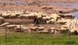 【🐑 在达吉斯坦，一名游客试图抚摸一只羊，结果被牧羊犬咬伤。她径直冲进羊群，抓