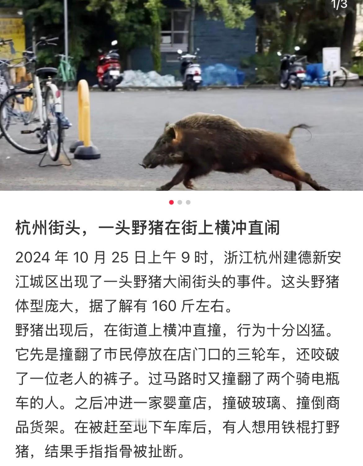 去年出逃的杭州野猪这两天又在羽超出没了不早说