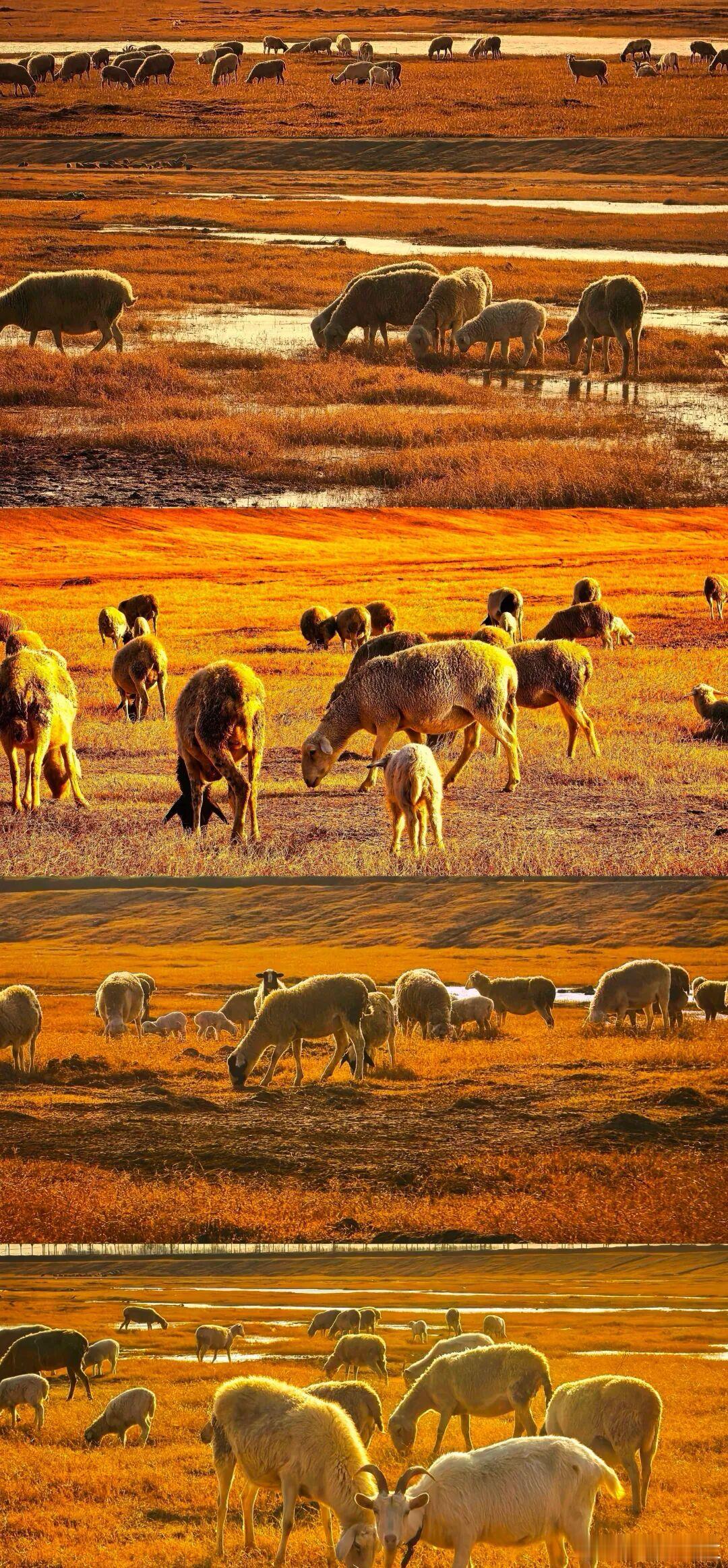 冬日的大沙河畔，草原裹着暖金霞光，羊群低头啃食草茎，潺潺水泽映着天光。犹如北疆的
