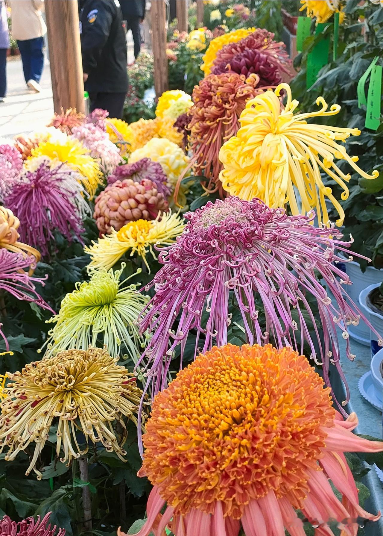 郑州新郑始祖山原名具茨山。据说是中华民族人文始祖轩辕黄帝屯兵驯兽、访仙问道的主要