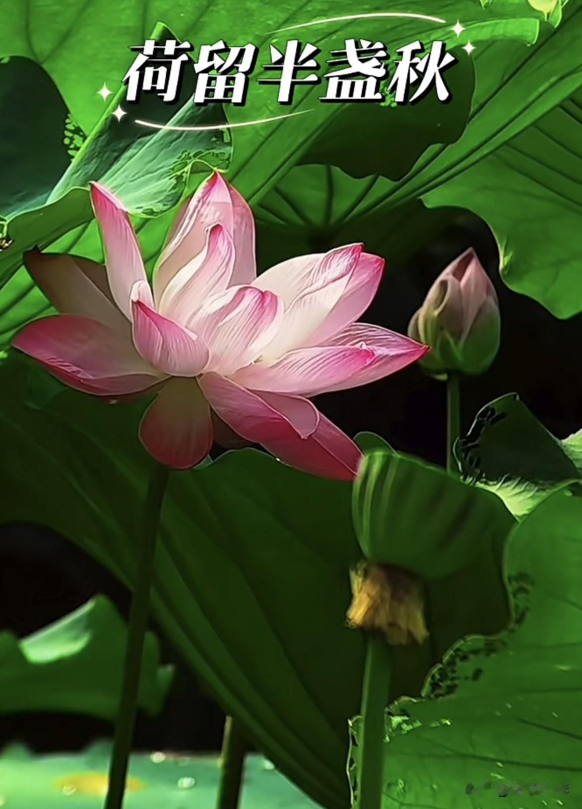 夏已渐行渐远，秋荷犹带芬芳，
带露的花瓣，把一整个夏天的温柔，
慢慢留在秋风里‼
