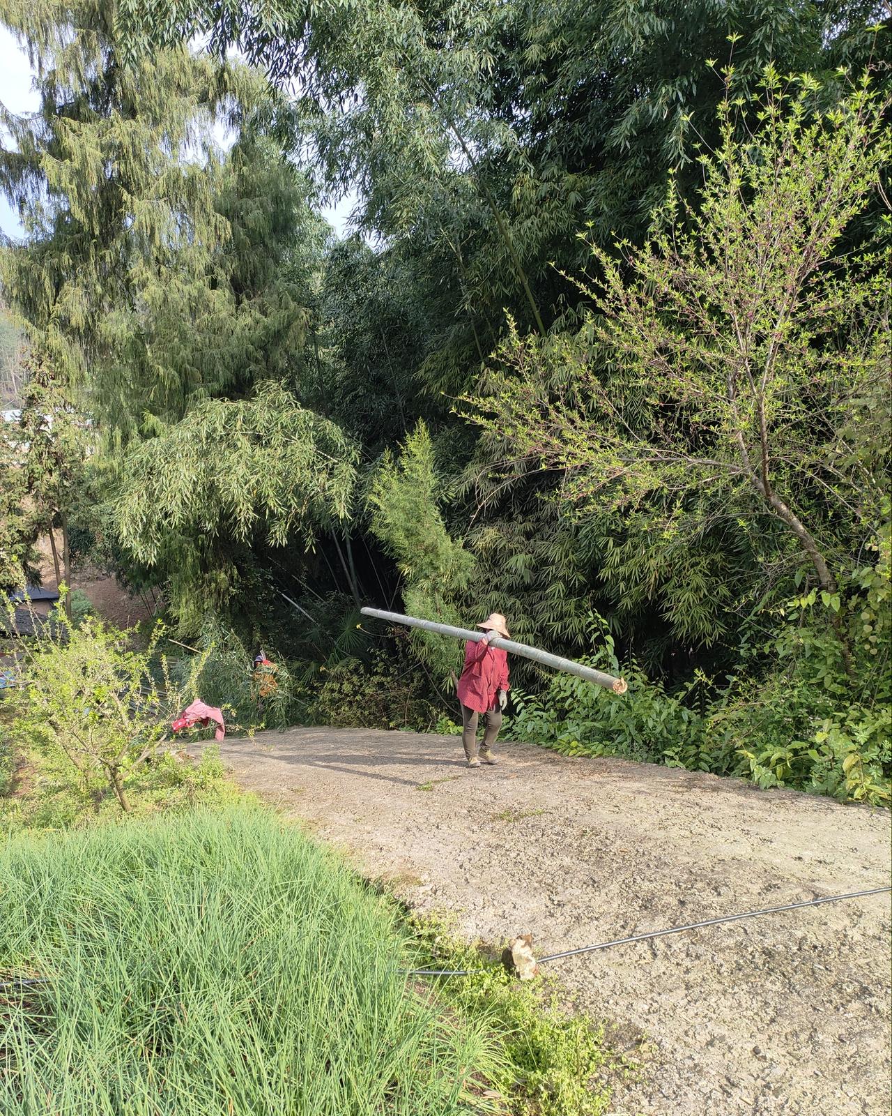 一天挣60块钱，这是我们这里扛竹工做一天9个小时挣的工钱，老板还不供生活，还得吃