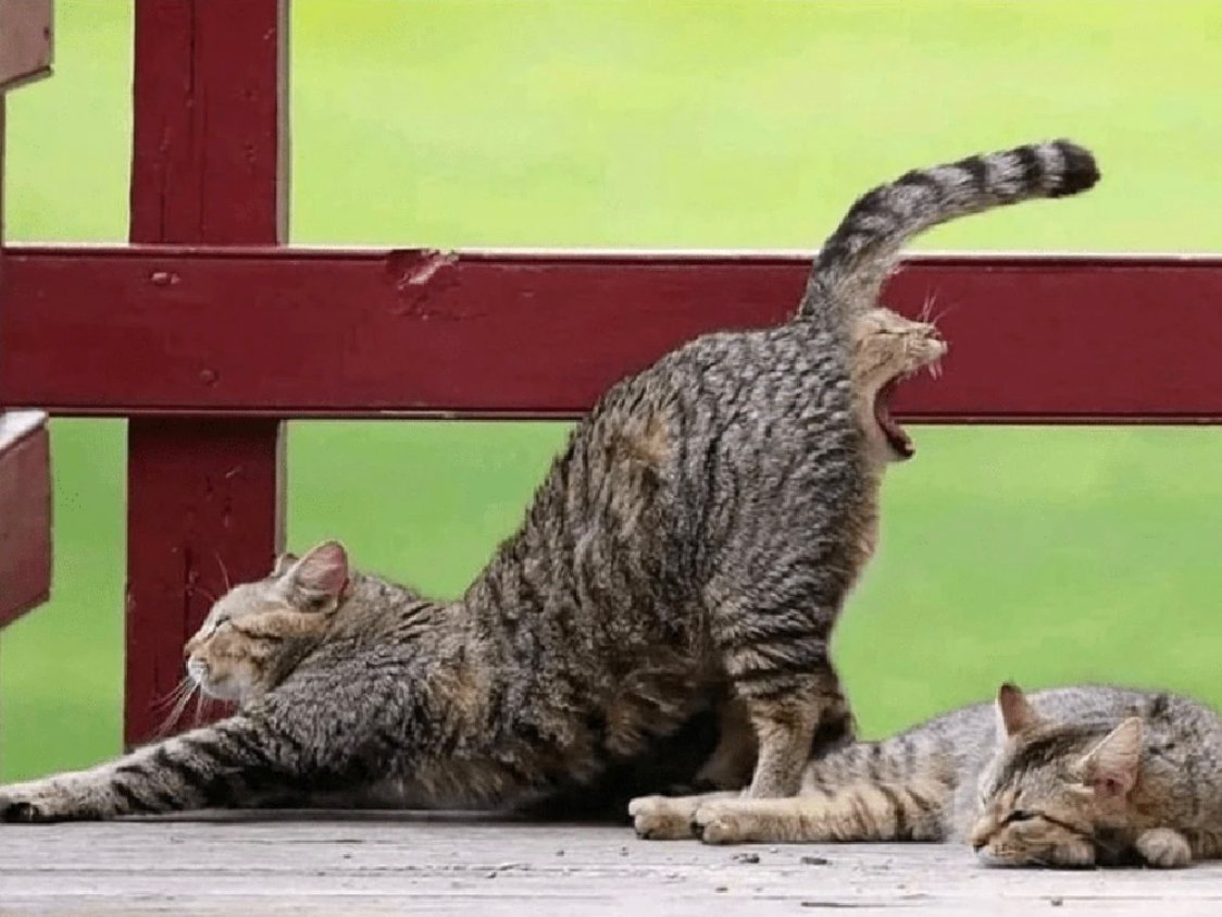 从华莱士回来的路上：