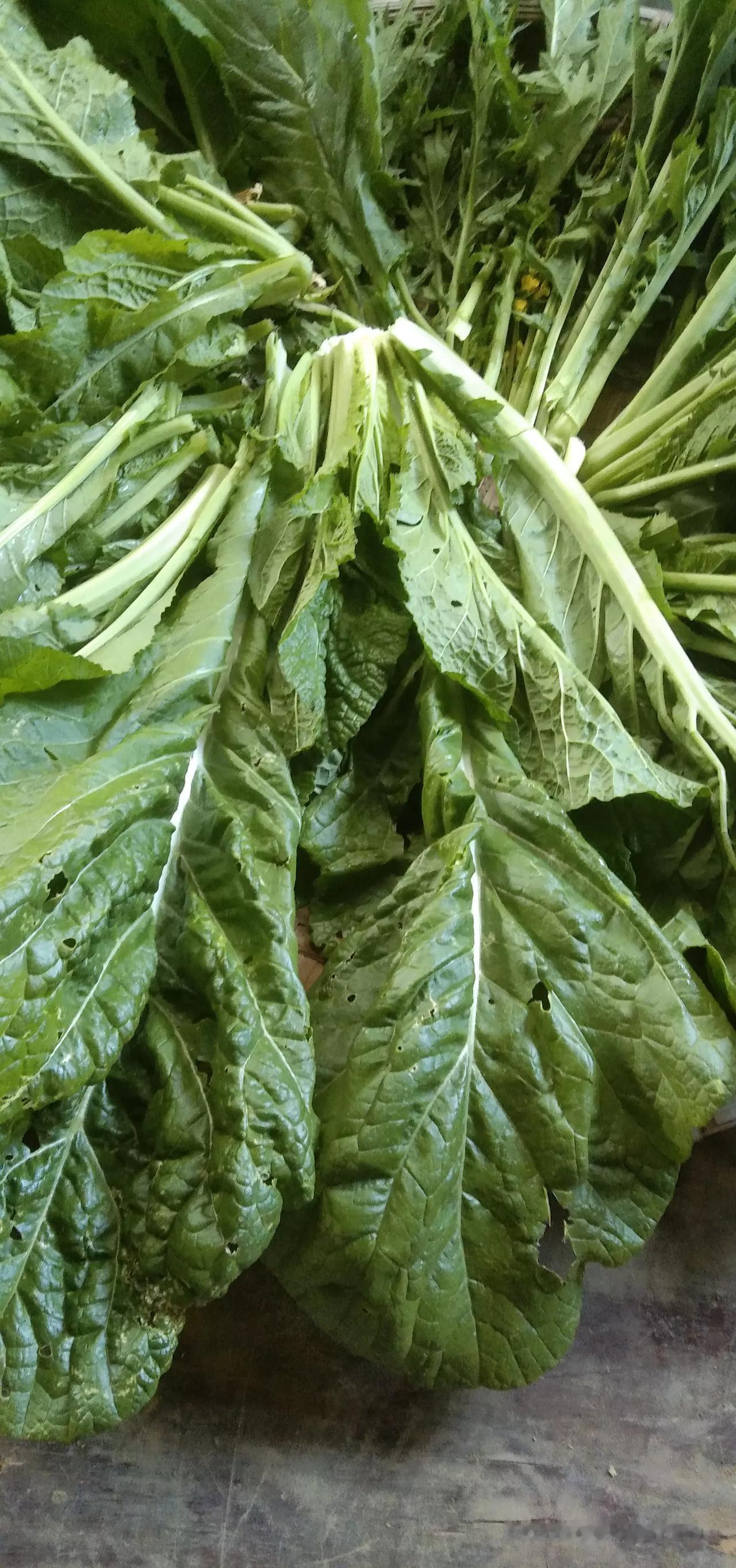 我发酵的青菜还没有吃完，年后承包户要整地了，趁现在我把青菜找回来，先凉干到发皱时