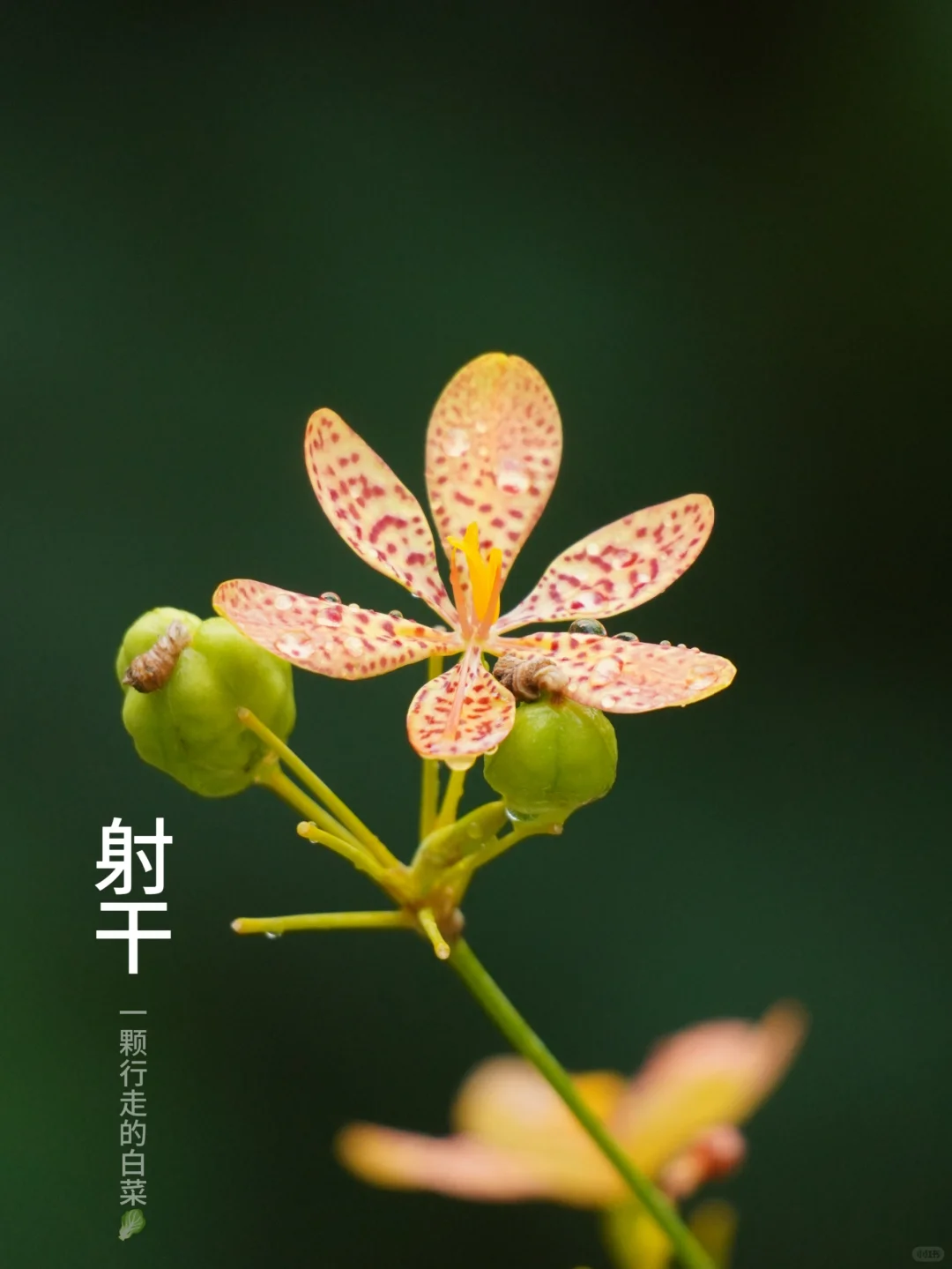 射干 | 读对它的名字也不容易
