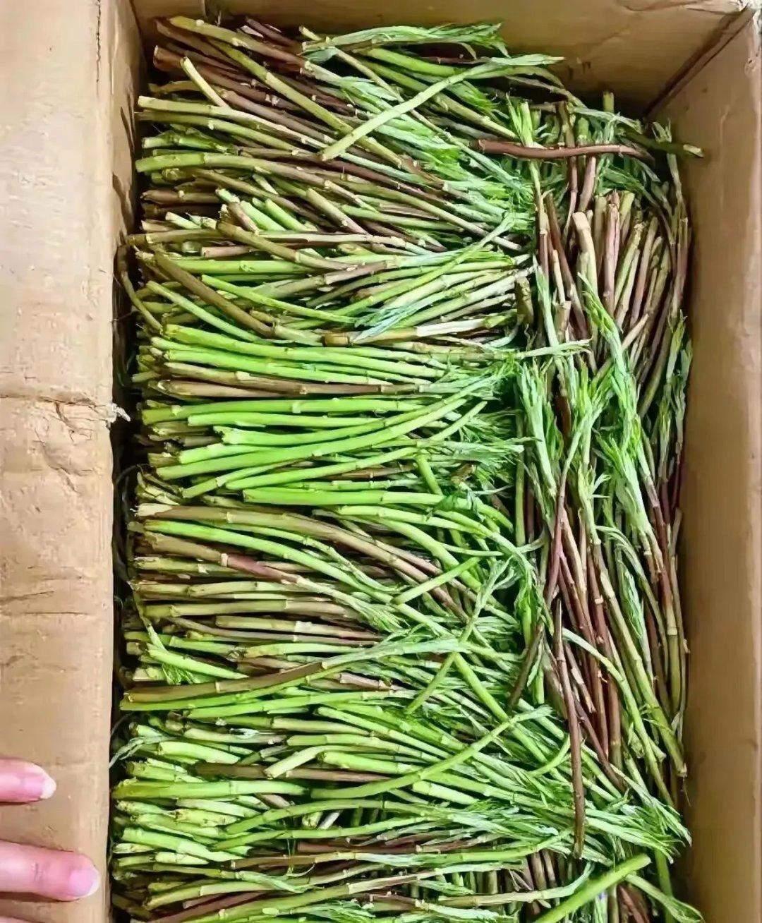 真的是一方水土养一方人，这个菜他们说好炒腊肉好吃得很，在昆明的菜市场场不怎么见到