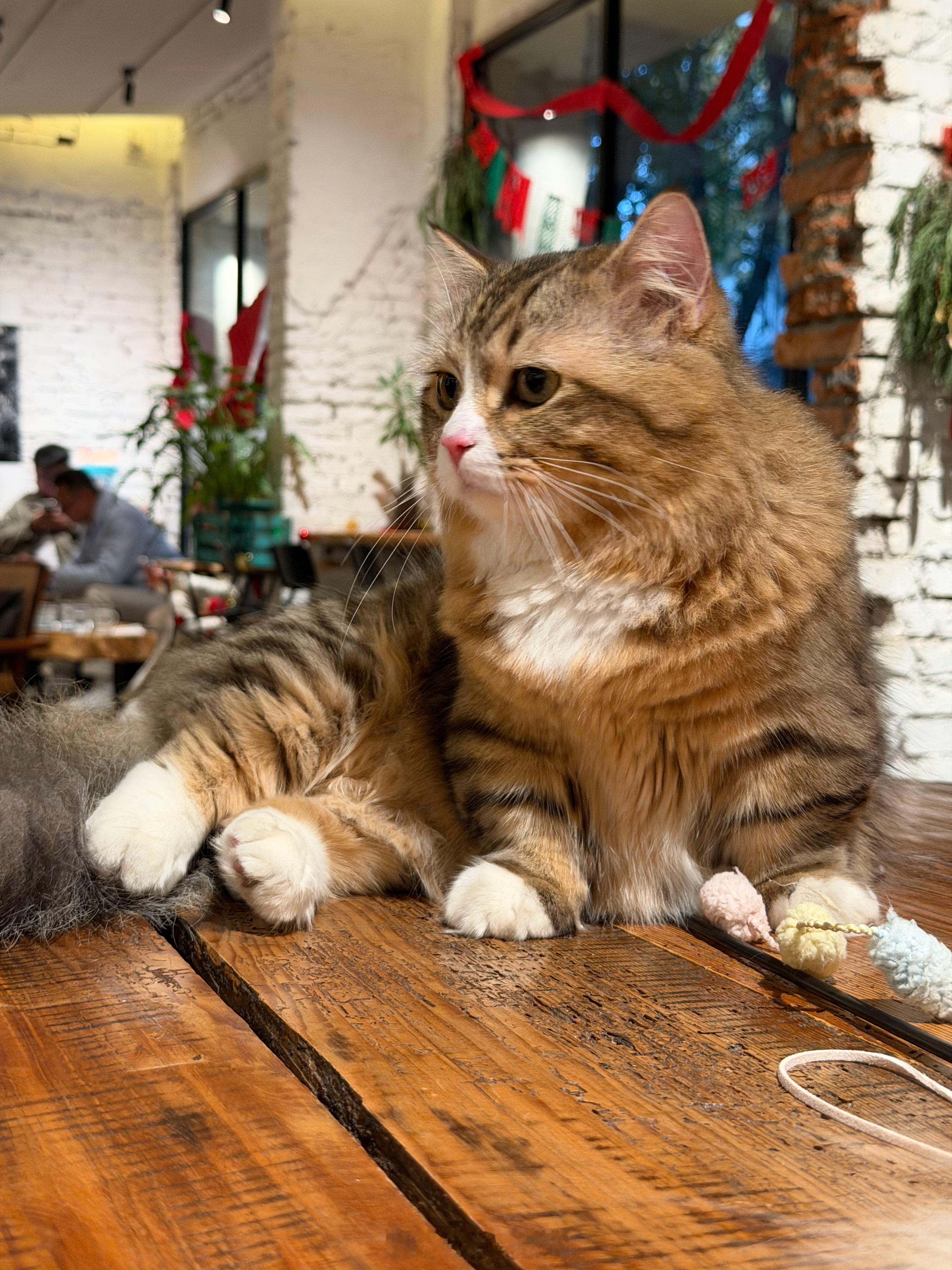 分享图片 成都·RAYINGCOFFEE