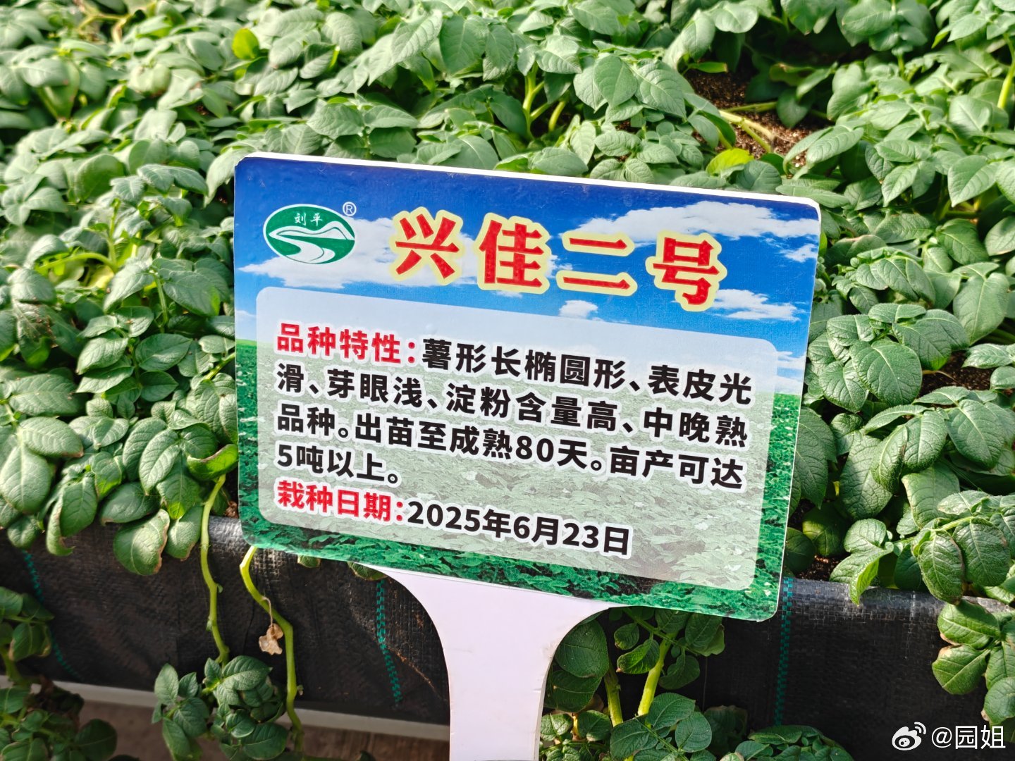 今天来参观牙克石的马铃薯科技园，听说一个园区一年要卖两千车一车45吨。除了台湾最