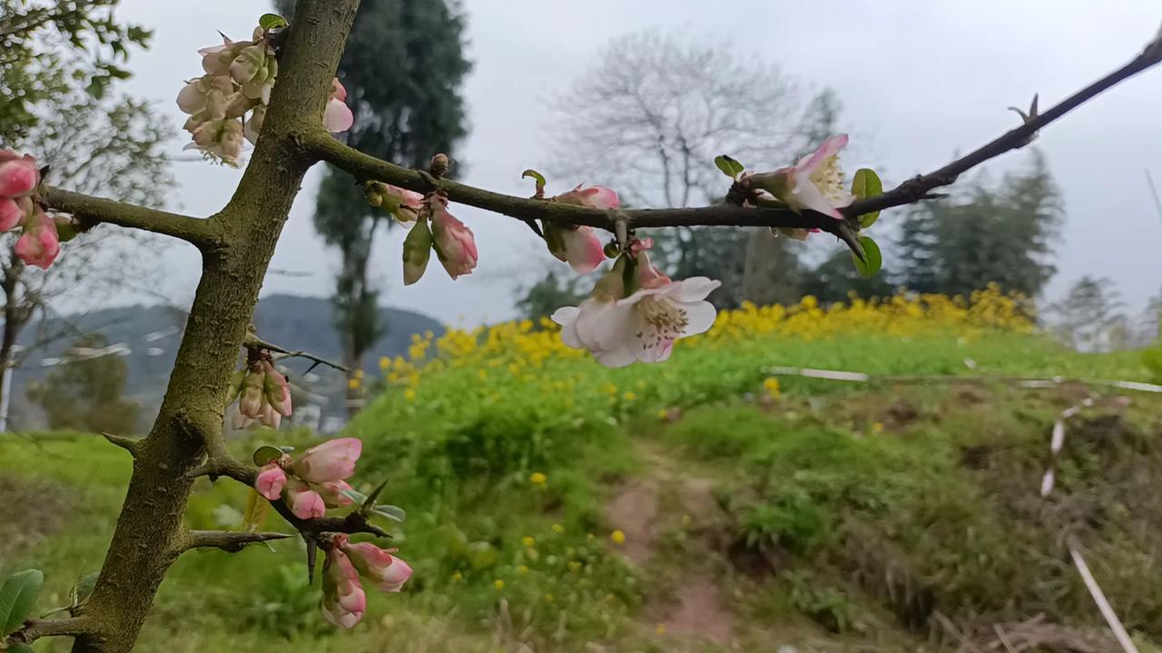 还记得贵州的精修腊肉么
王胖一己之力，让大表哥村里的那个腊肉厂黄了。
那个时候，