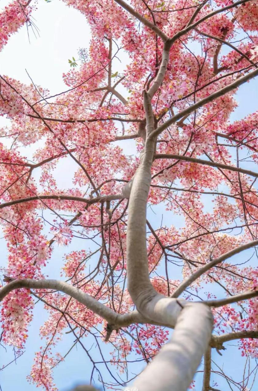 春天赏花刷屏，可你知道最美的花只开3-5天吗？错过等一年！

我们追着看的樱花、